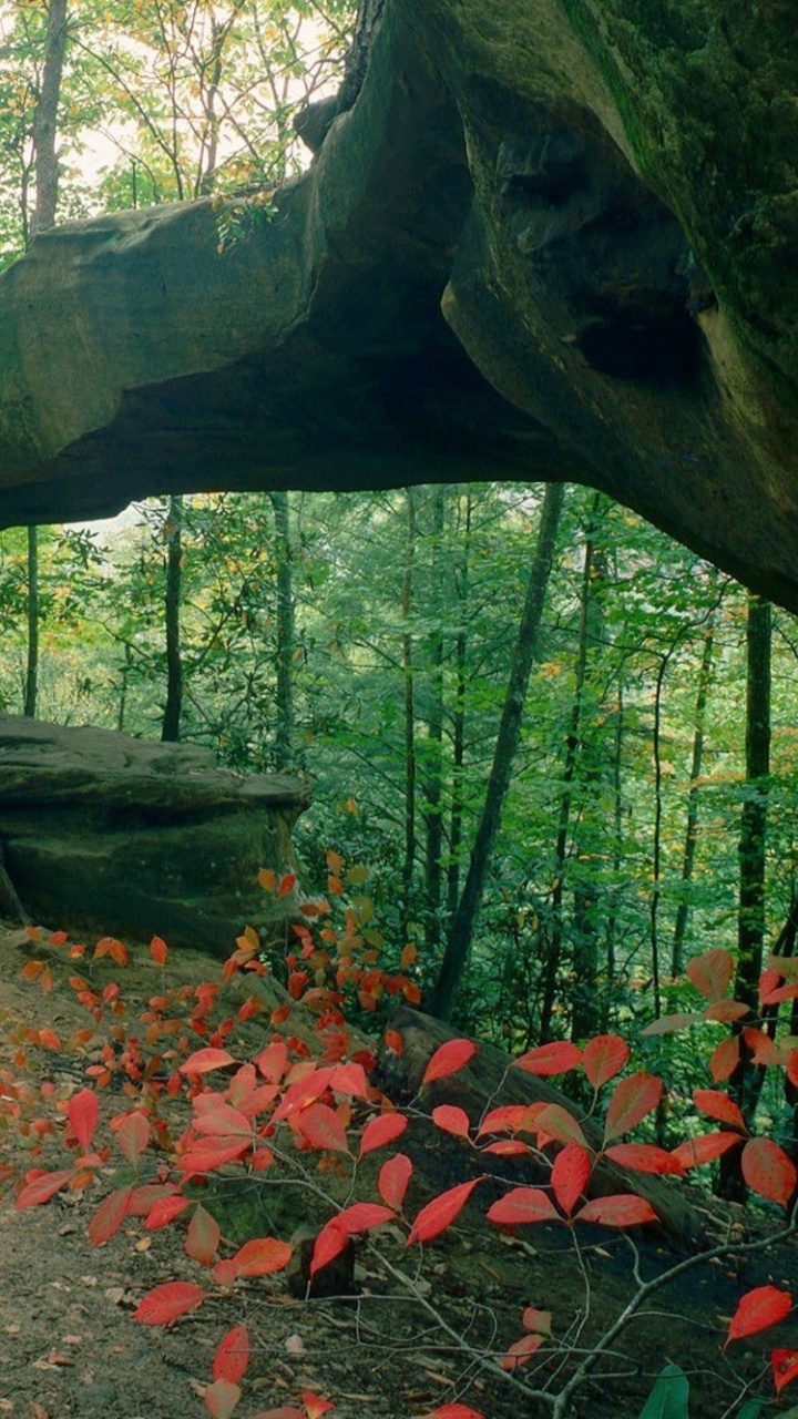 Tronco de Árbol Marrón Sobre Suelo de Tierra Marrón. Wallpaper in 720x1280 Resolution