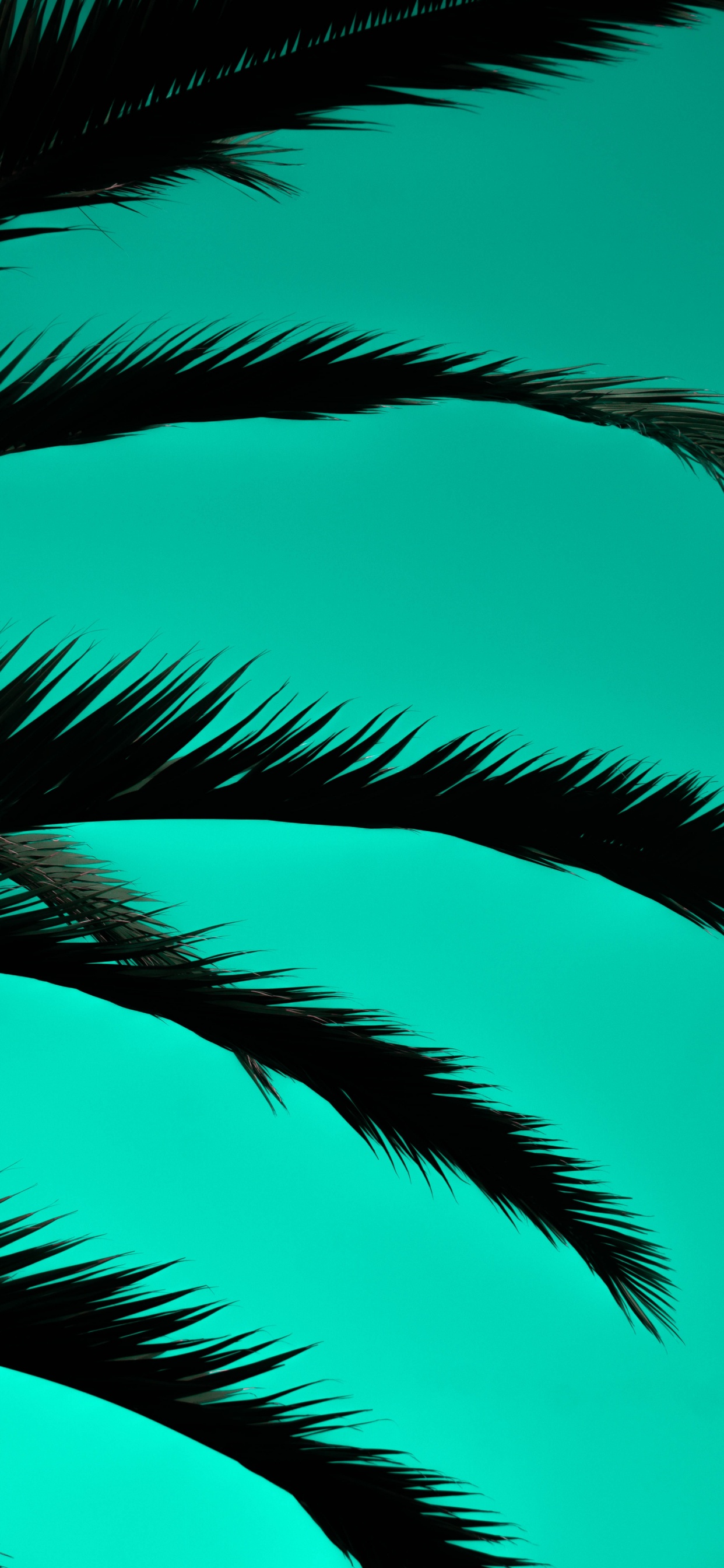Grüne Palme Unter Blauem Himmel. Wallpaper in 1242x2688 Resolution