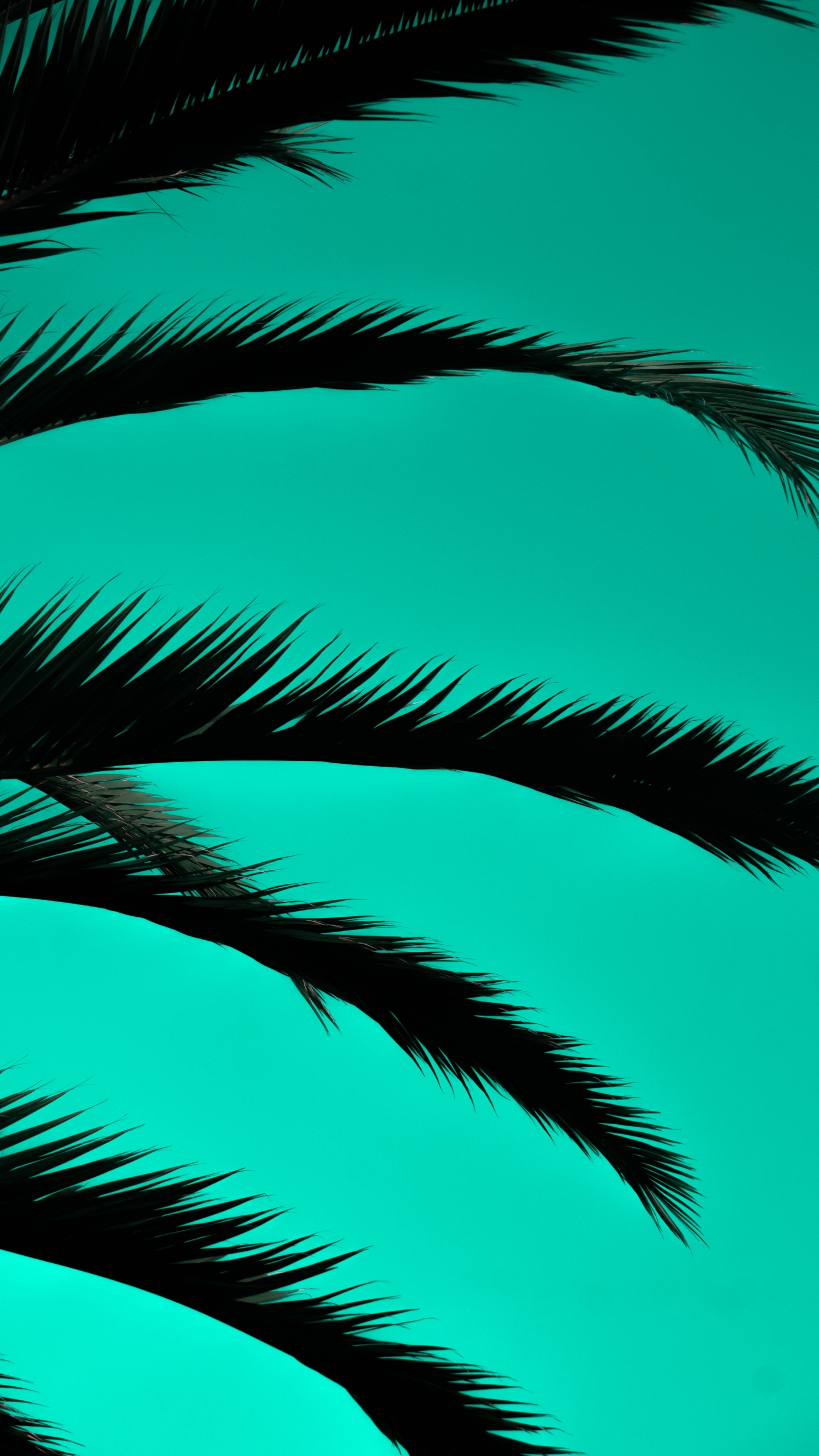 Grüne Palme Unter Blauem Himmel. Wallpaper in 1440x2560 Resolution