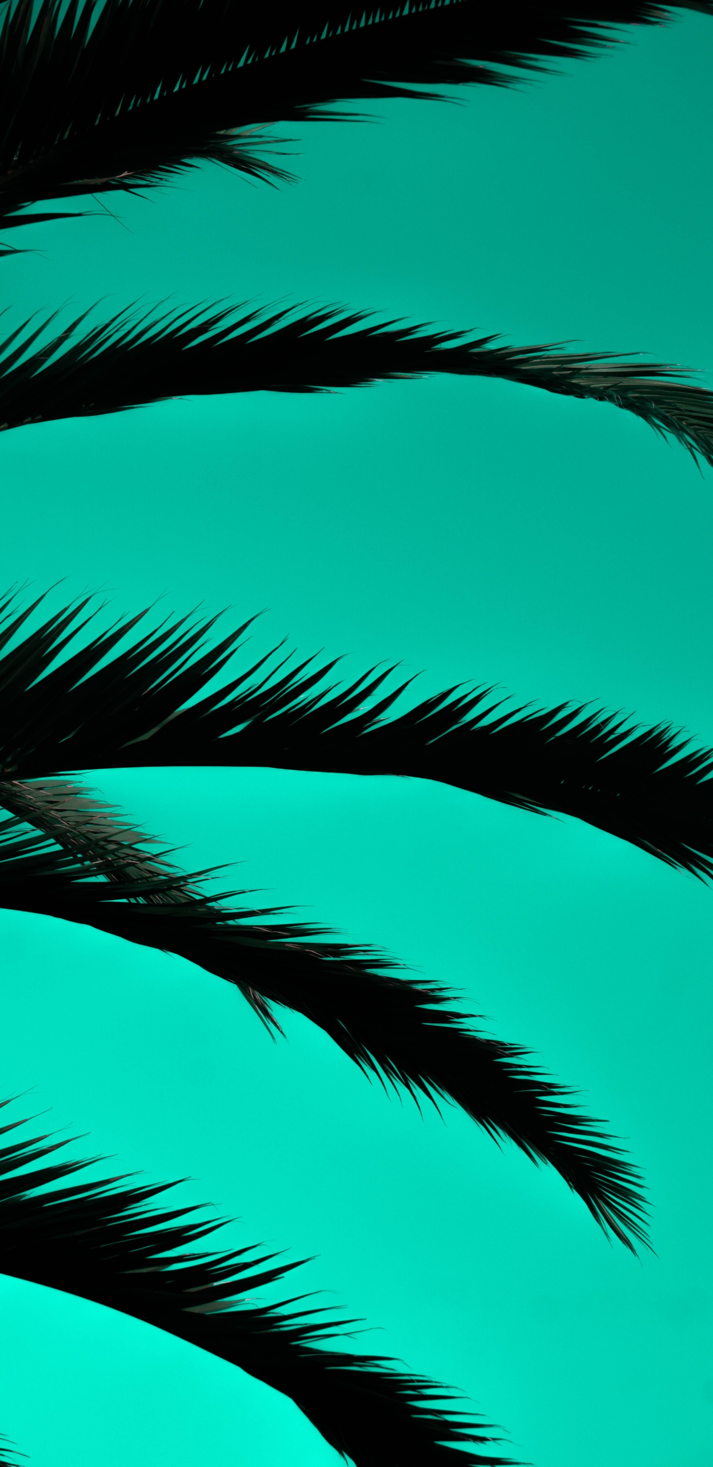 Grüne Palme Unter Blauem Himmel. Wallpaper in 1440x2960 Resolution