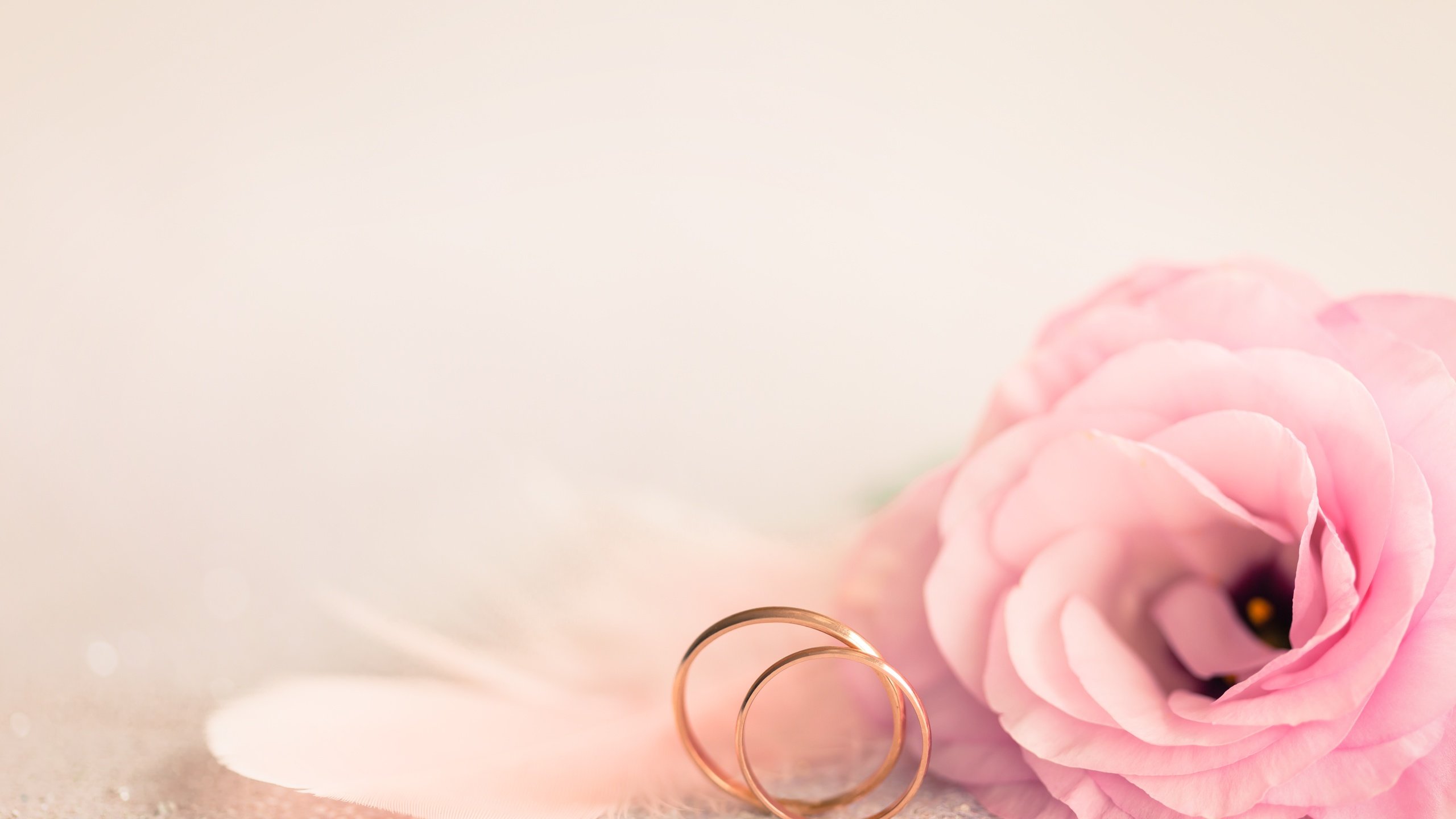 Trauring, Ring, Rose, Pink, Blütenblatt. Wallpaper in 2560x1440 Resolution