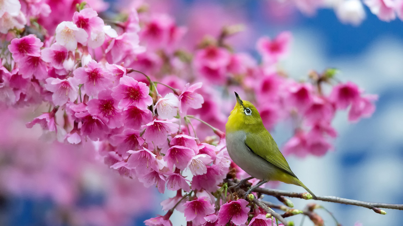 Green Bird on Pink Flower. Wallpaper in 1366x768 Resolution