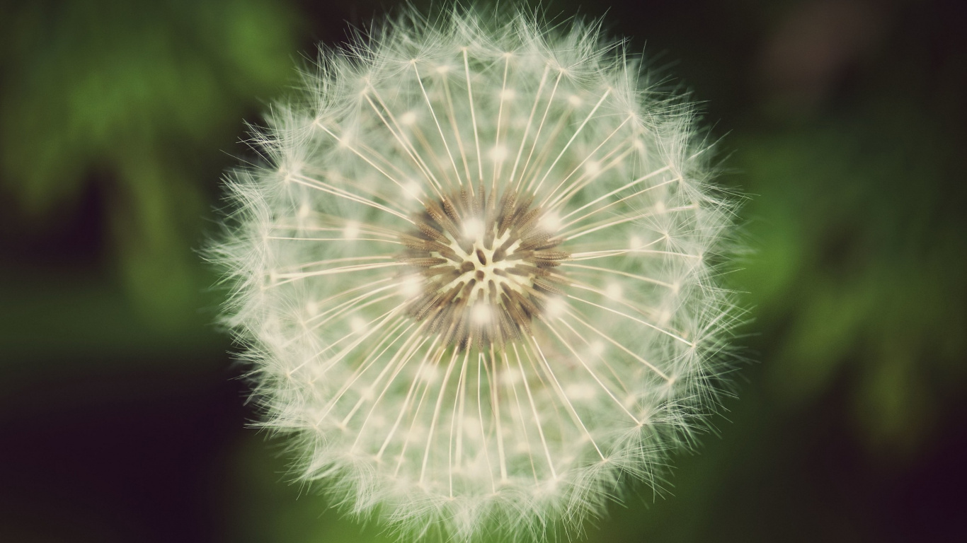 White Dandelion in Close up Photography. Wallpaper in 1366x768 Resolution