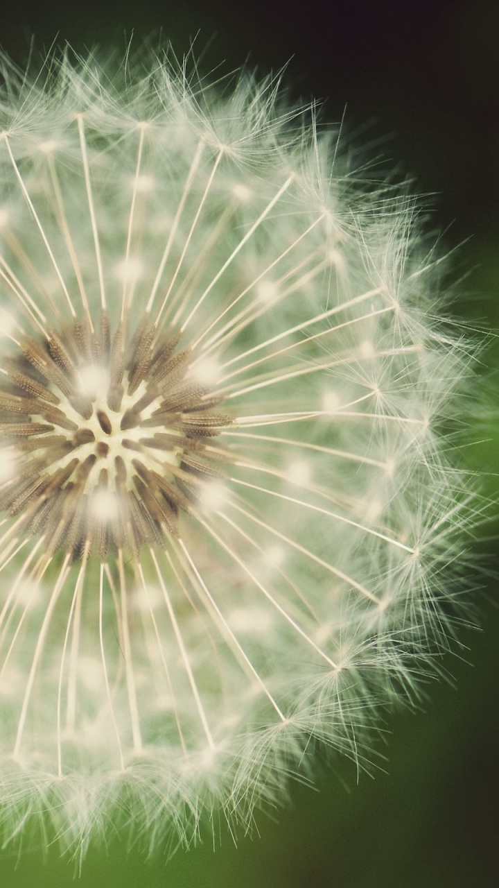 White Dandelion in Close up Photography. Wallpaper in 720x1280 Resolution