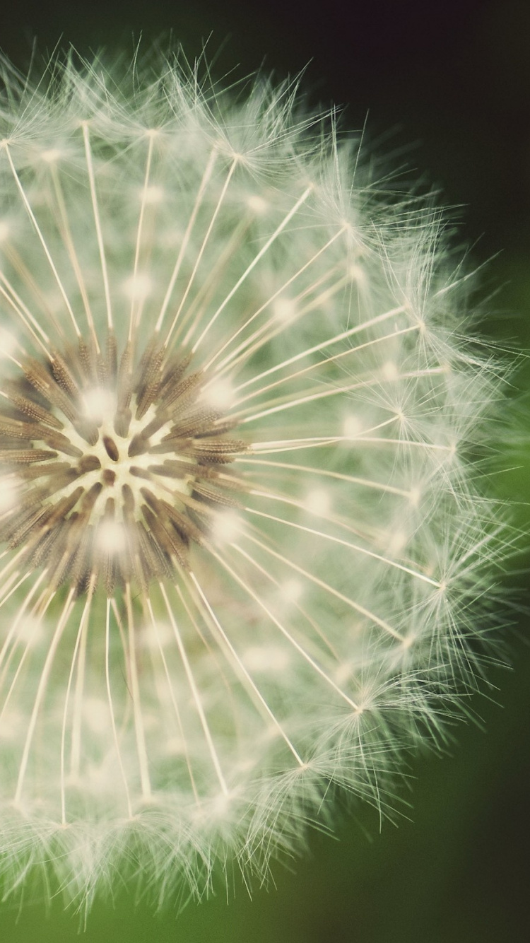 White Dandelion in Close up Photography. Wallpaper in 750x1334 Resolution