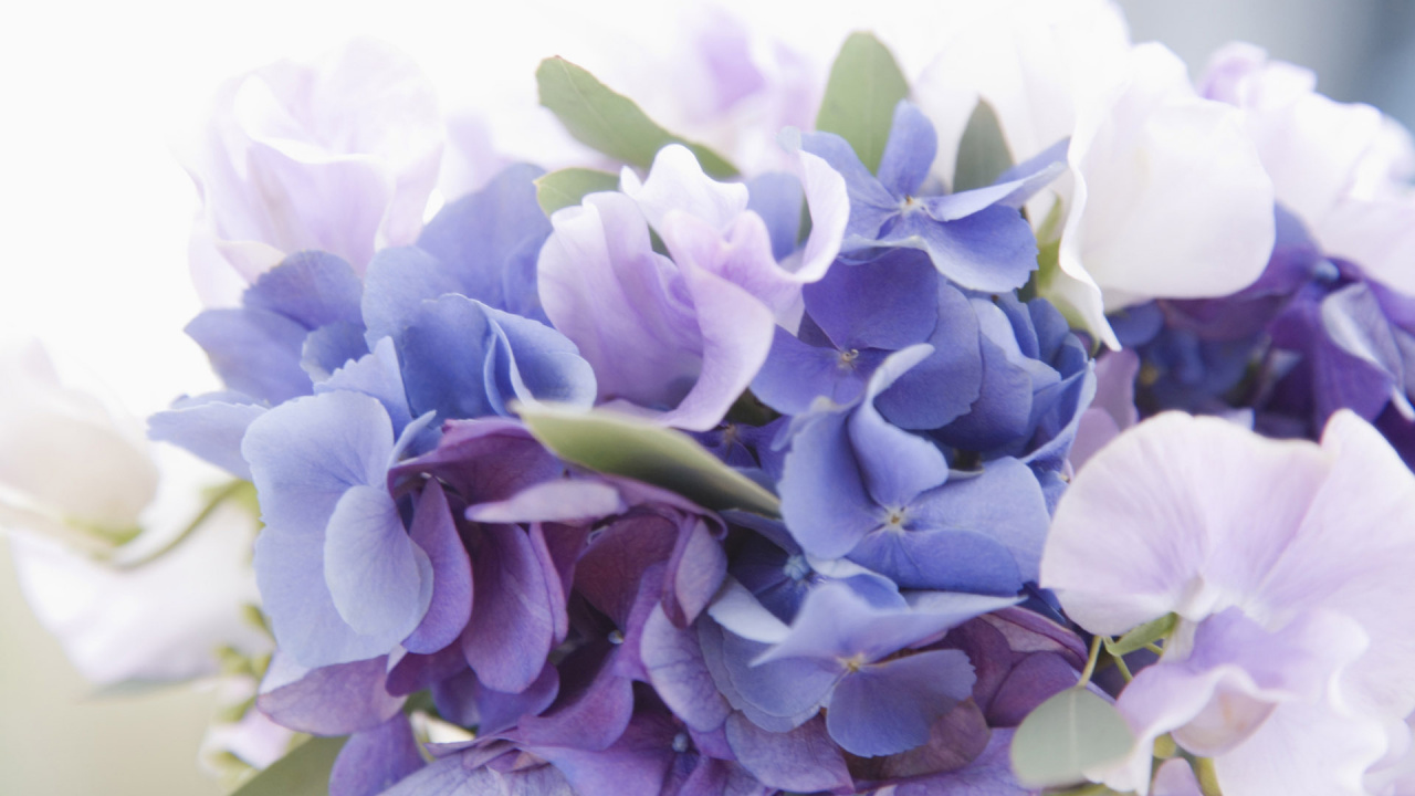 显花植物, 淡紫色的, 紫色的, 紫罗兰色, Hydrangeaceae 壁纸 1280x720 允许