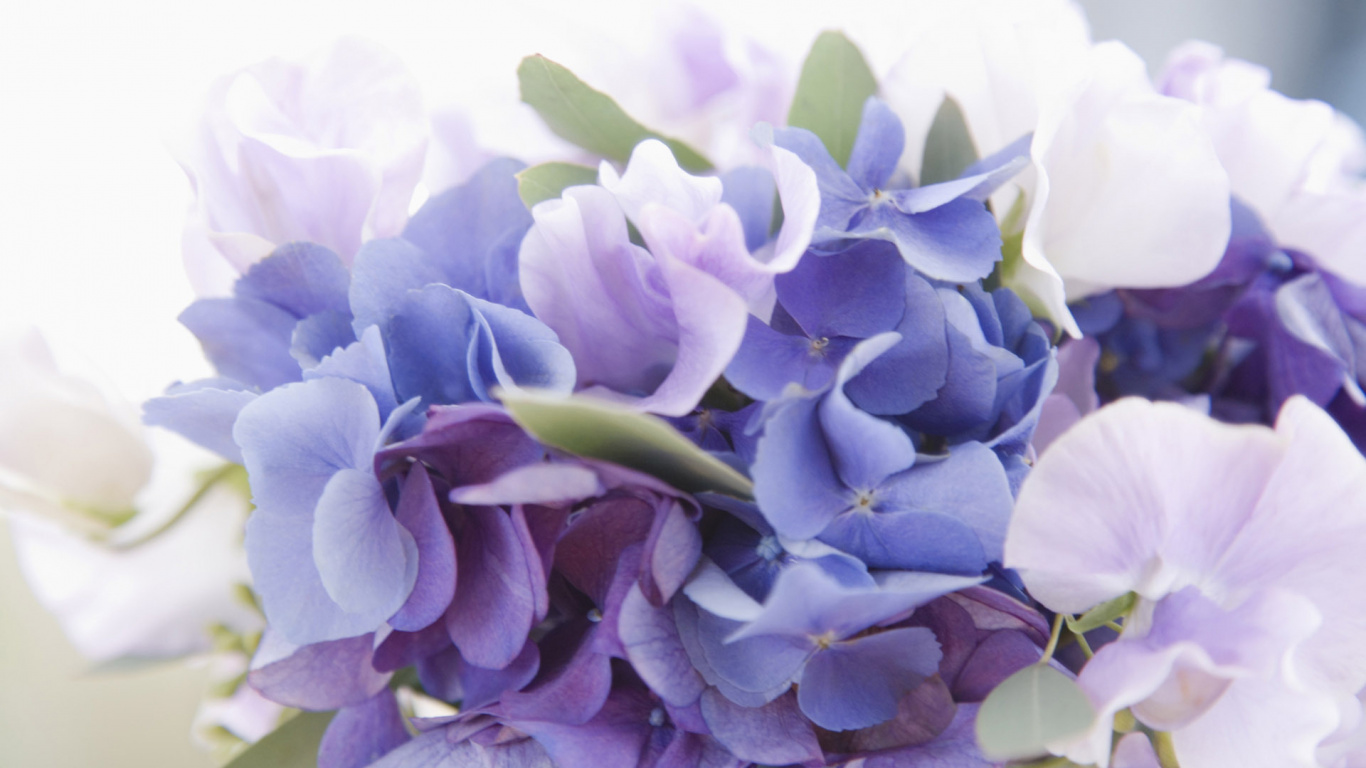 显花植物, 淡紫色的, 紫色的, 紫罗兰色, Hydrangeaceae 壁纸 1366x768 允许