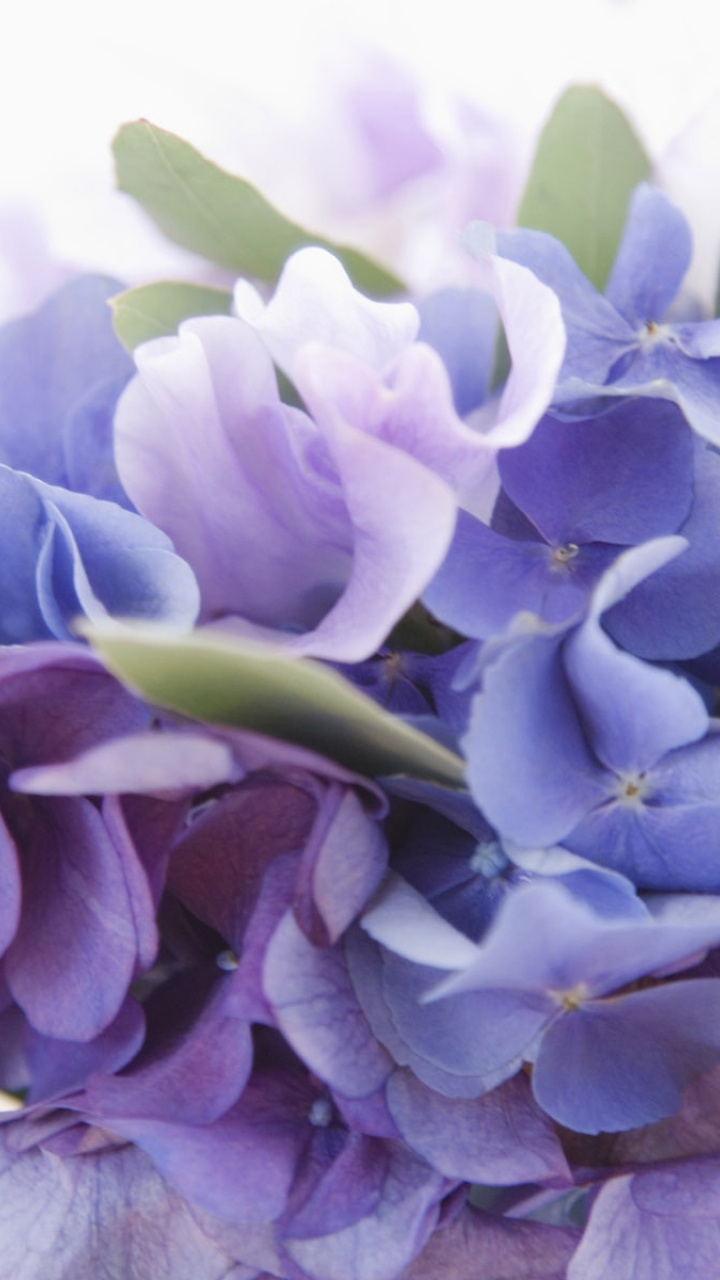 显花植物, 淡紫色的, 紫色的, 紫罗兰色, Hydrangeaceae 壁纸 720x1280 允许