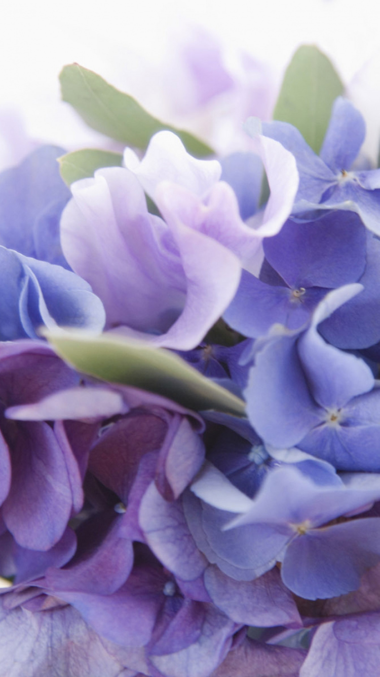 显花植物, 淡紫色的, 紫色的, 紫罗兰色, Hydrangeaceae 壁纸 750x1334 允许