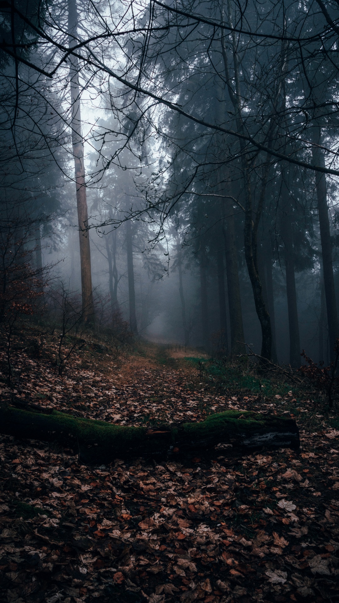 Wald, Laubwald, Baum, Brown, Atmosphäre. Wallpaper in 1080x1920 Resolution