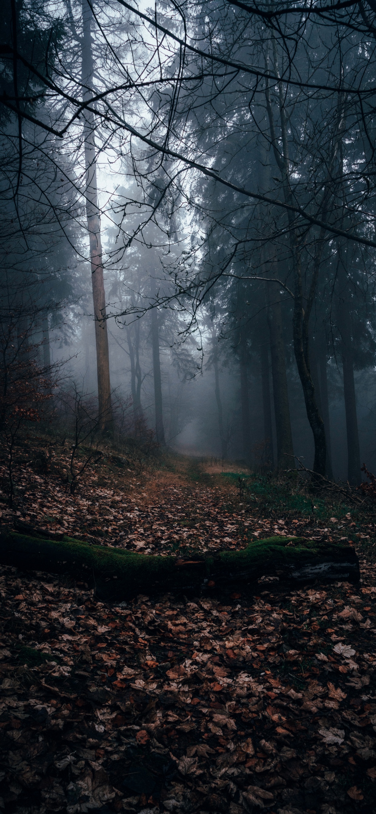 Wald, Laubwald, Baum, Brown, Atmosphäre. Wallpaper in 1242x2688 Resolution