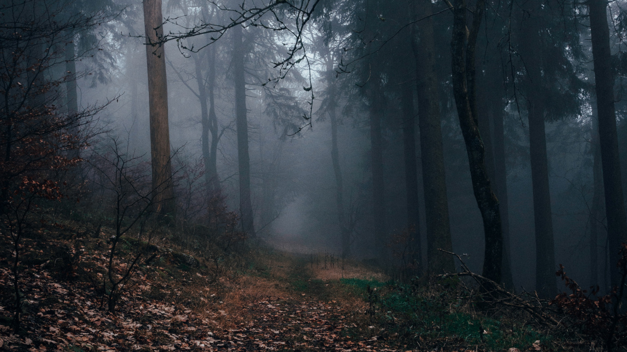 Wald, Laubwald, Baum, Brown, Atmosphäre. Wallpaper in 1280x720 Resolution