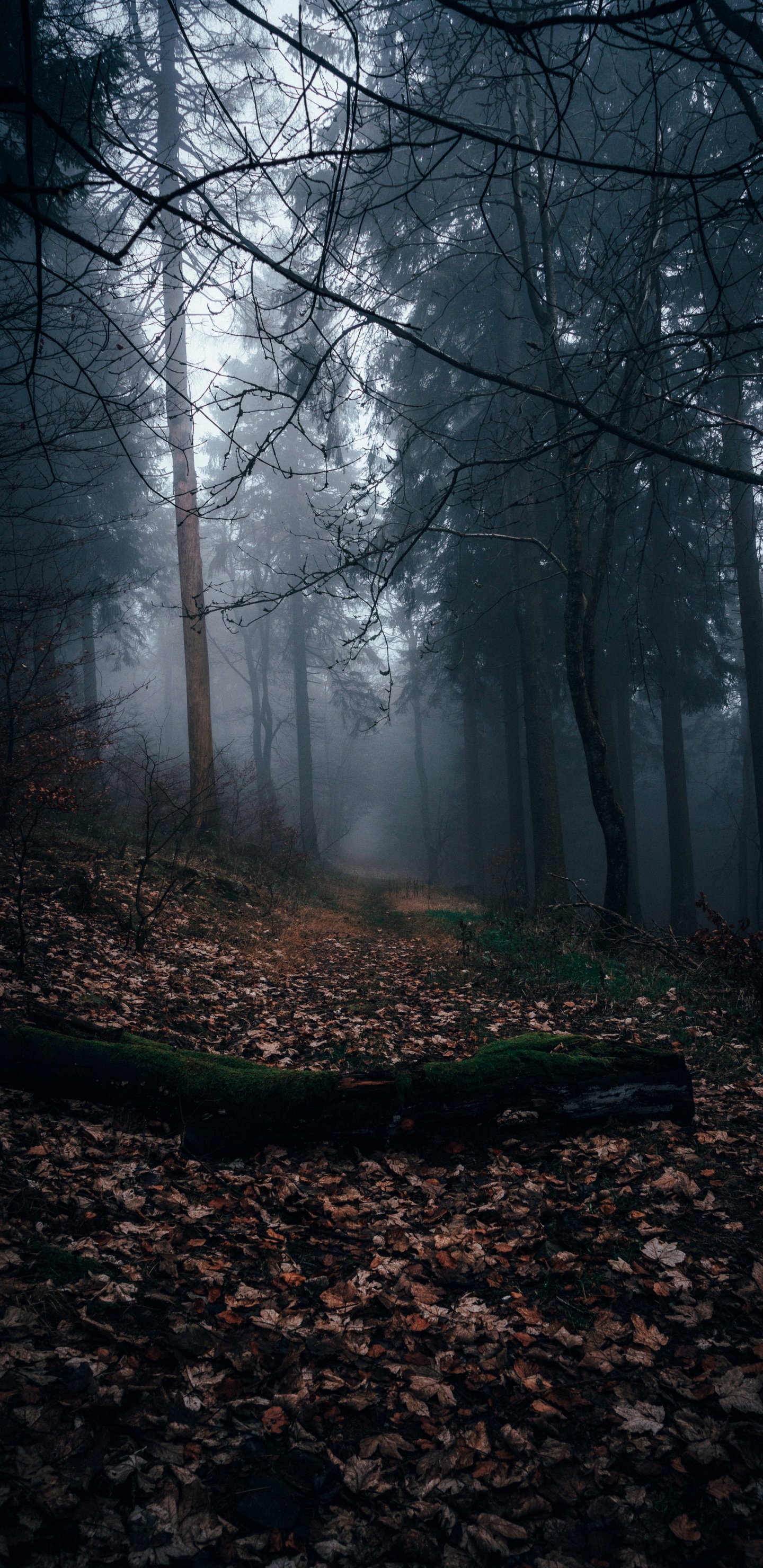 Wald, Laubwald, Baum, Brown, Atmosphäre. Wallpaper in 1440x2960 Resolution
