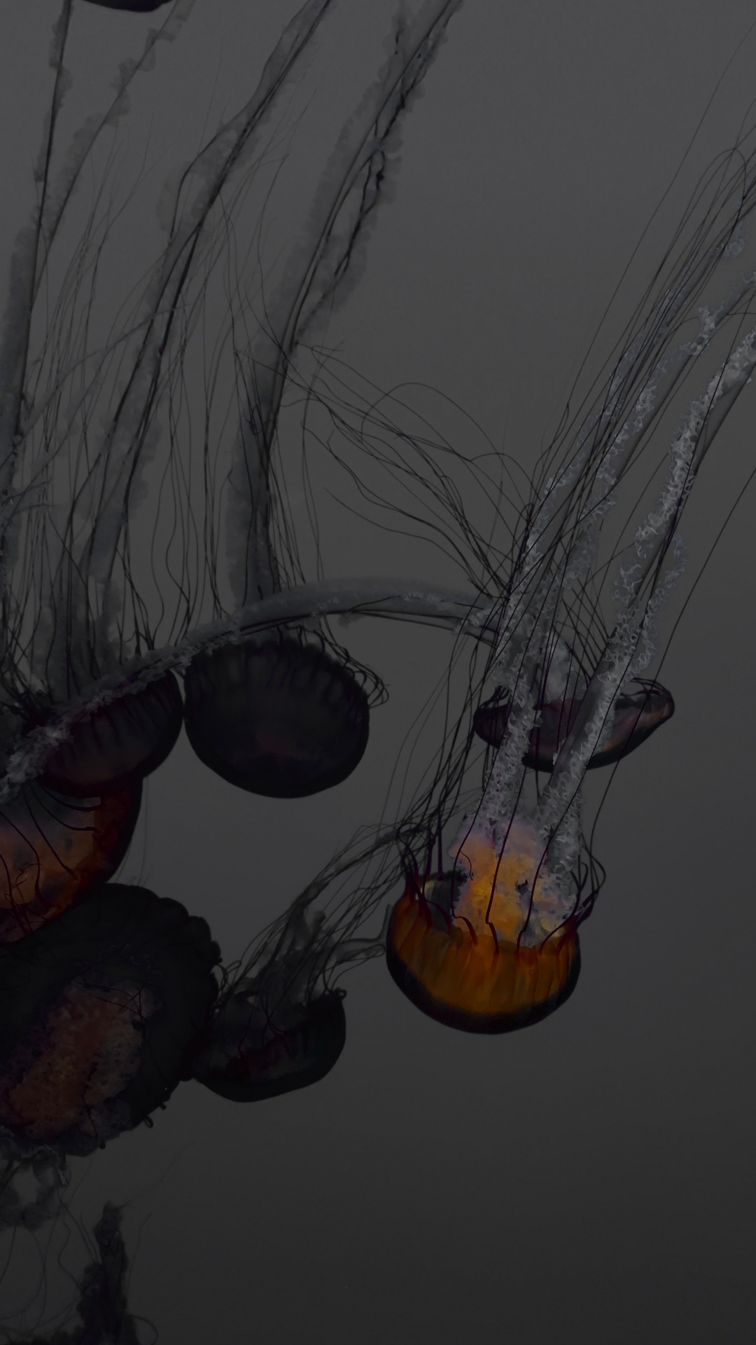Black and Orange Jellyfish Illustration. Wallpaper in 1080x1920 Resolution