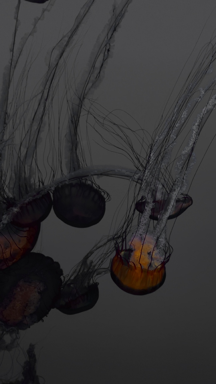 Black and Orange Jellyfish Illustration. Wallpaper in 720x1280 Resolution