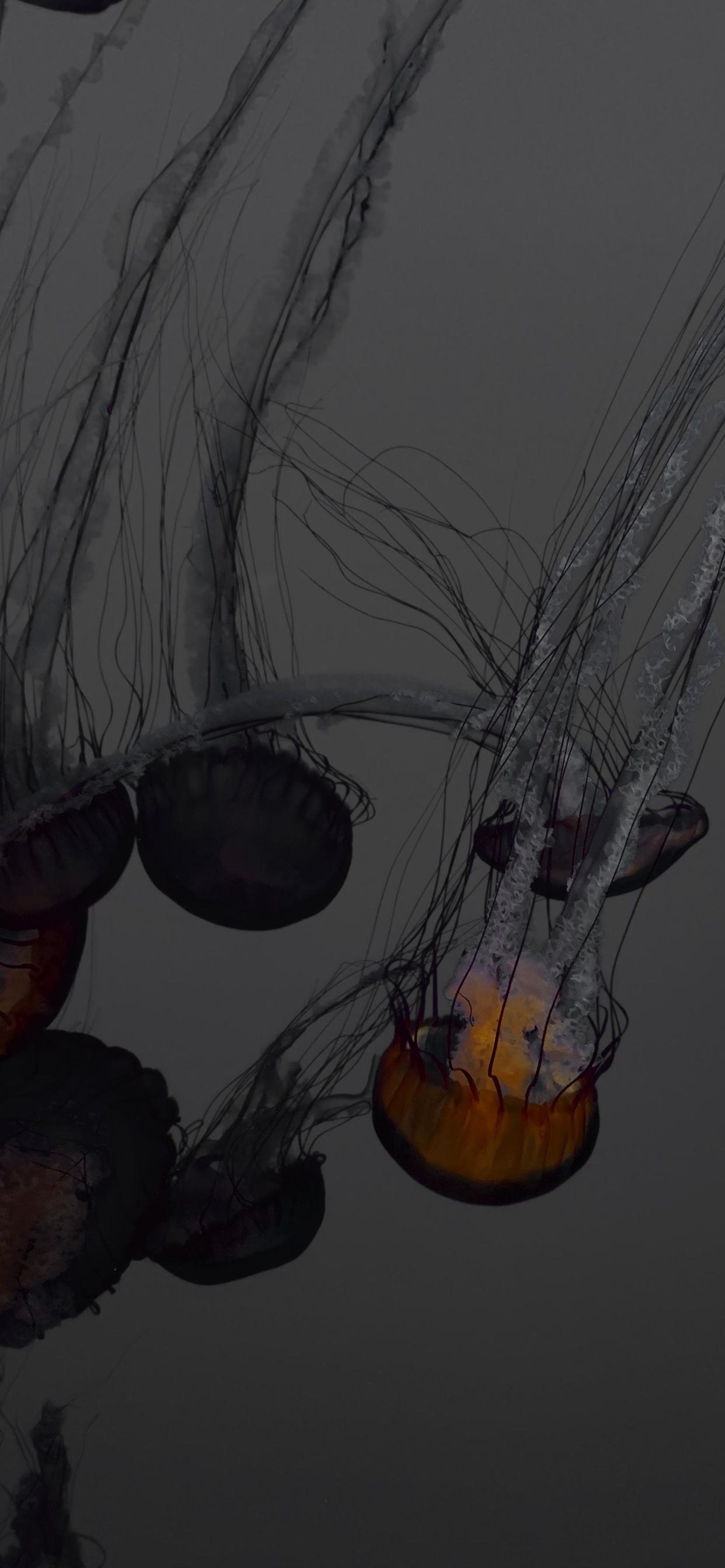 水母, 绘画, 草图, 仍然生活, 艺术 壁纸 1242x2688 允许