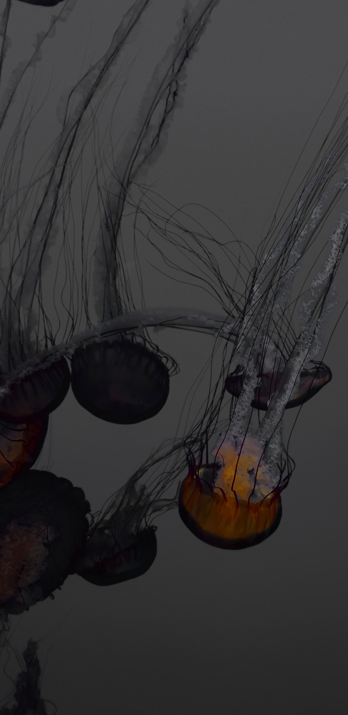 水母, 绘画, 草图, 仍然生活, 艺术 壁纸 1440x2960 允许