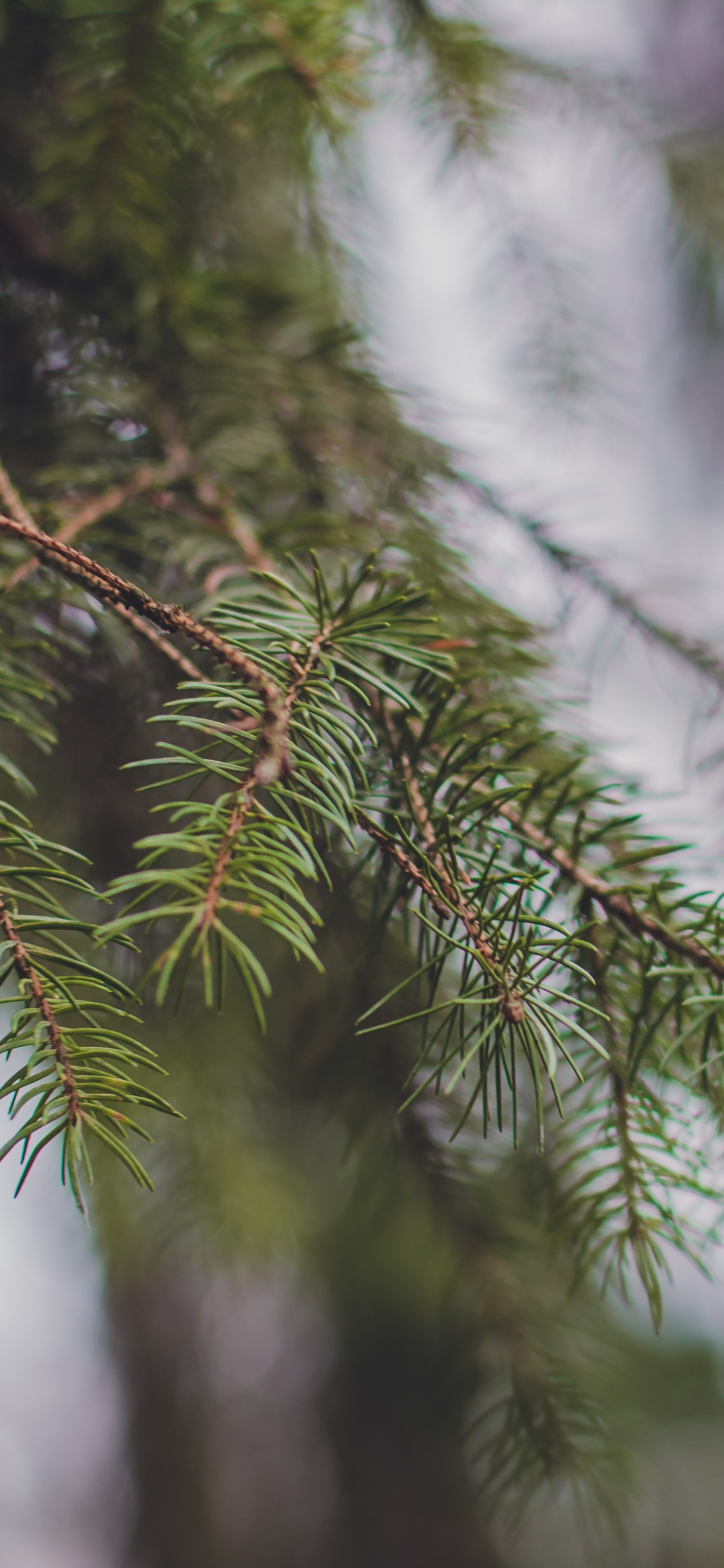 Green Tree With Snow During Daytime. Wallpaper in 1125x2436 Resolution