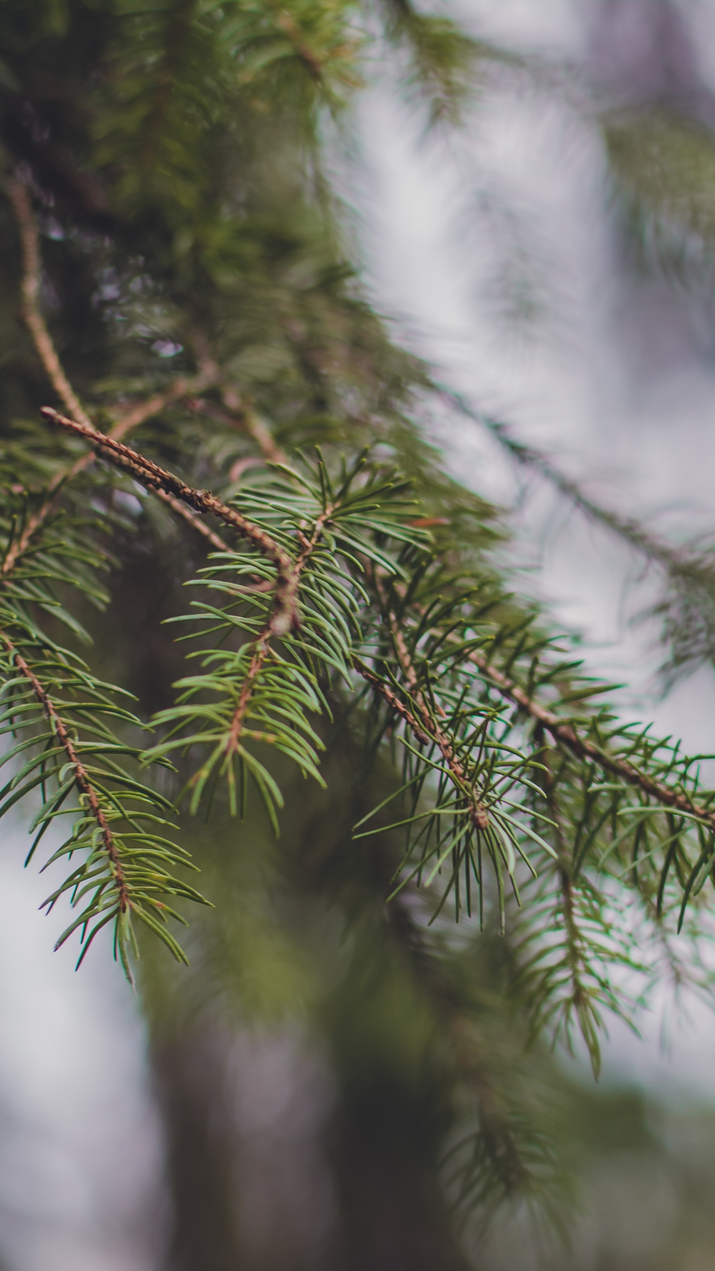 Green Tree With Snow During Daytime. Wallpaper in 1440x2560 Resolution