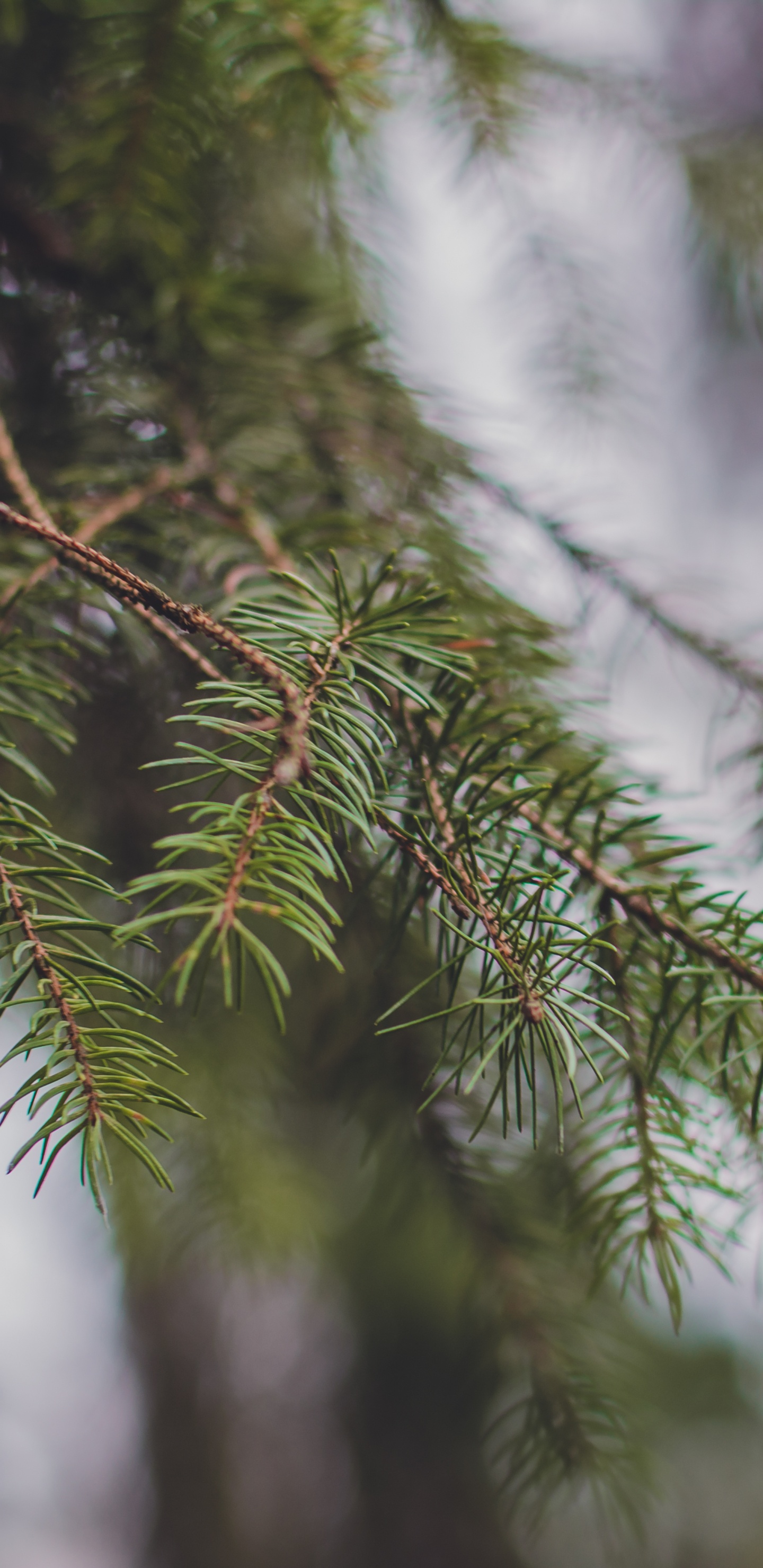 Green Tree With Snow During Daytime. Wallpaper in 1440x2960 Resolution