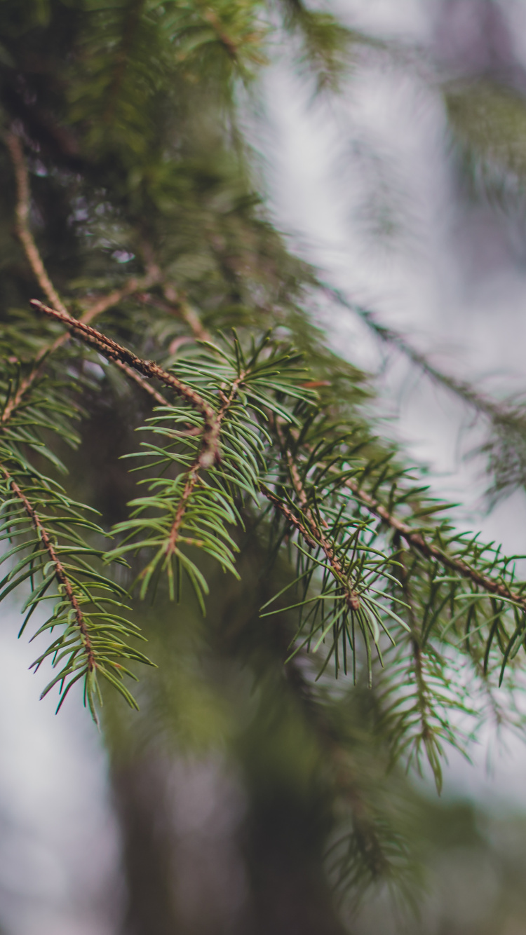 植被, 云杉, Fir, 关闭了, 森林 壁纸 750x1334 允许