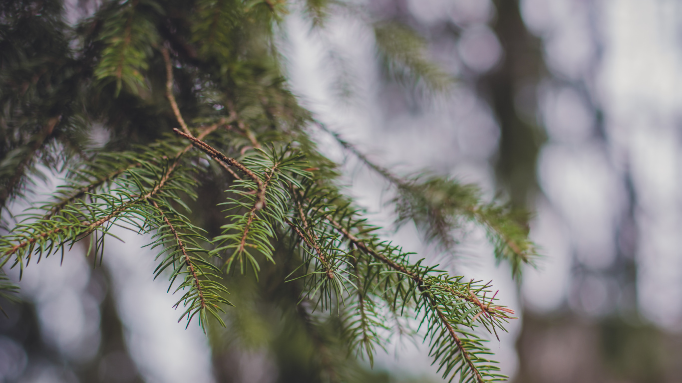 Arbre Vert Avec de la Neige Pendant la Journée. Wallpaper in 1366x768 Resolution