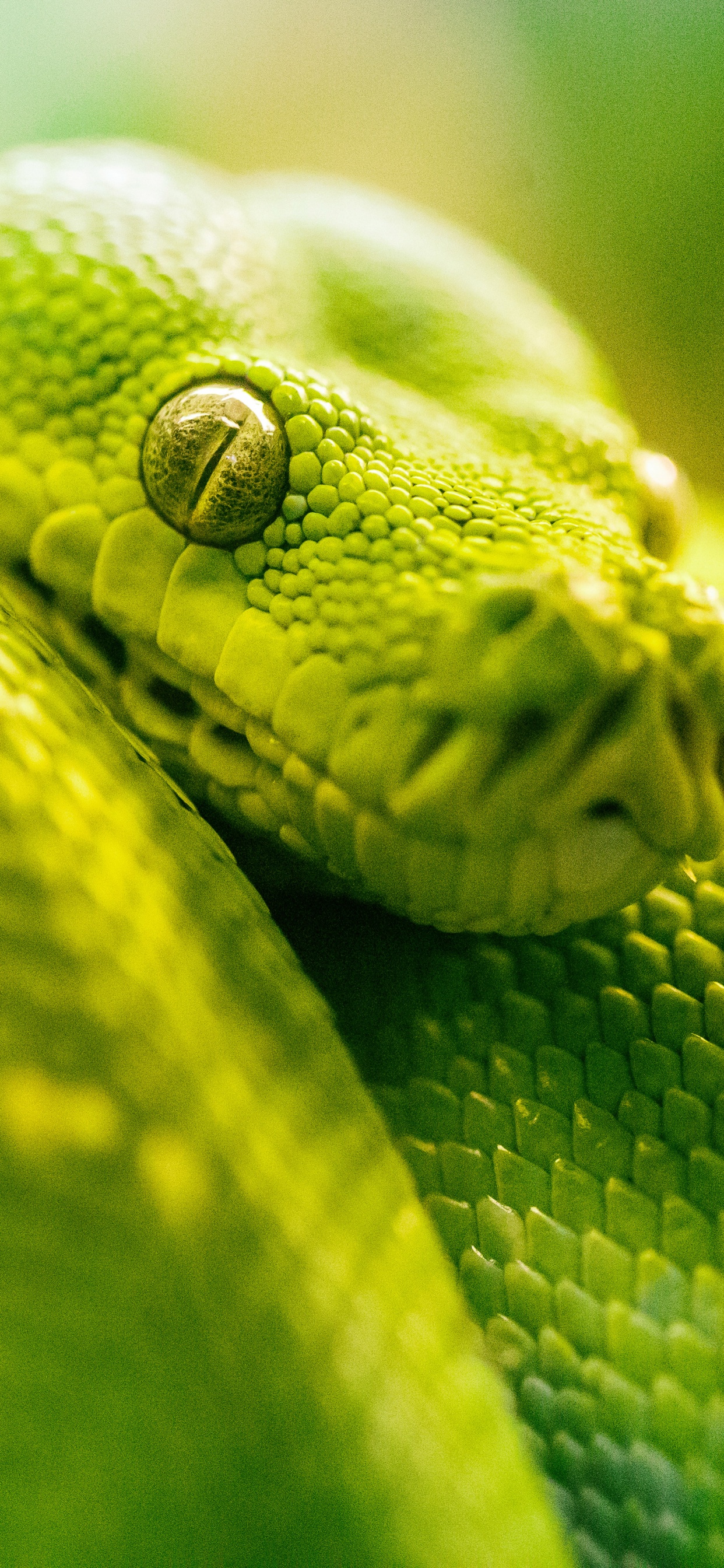 Serpent Vert en Photographie Rapprochée. Wallpaper in 1242x2688 Resolution