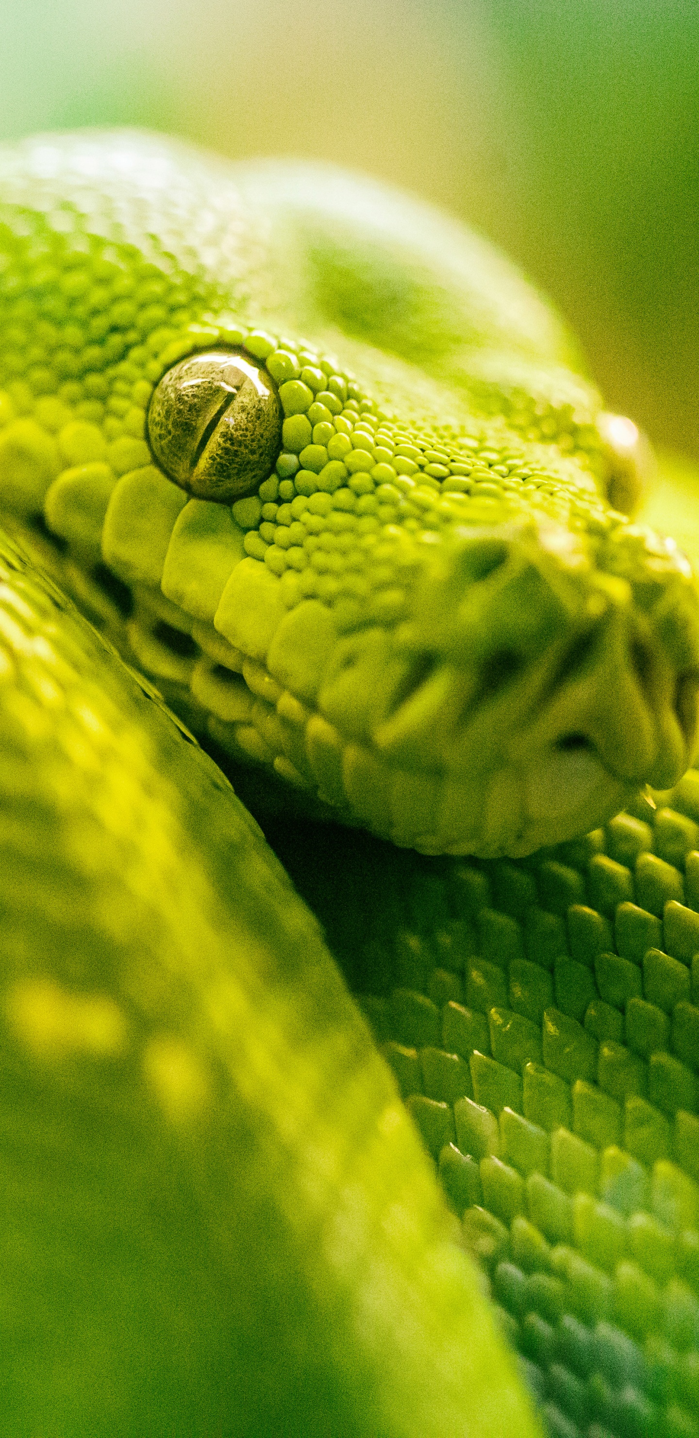 Serpent Vert en Photographie Rapprochée. Wallpaper in 1440x2960 Resolution