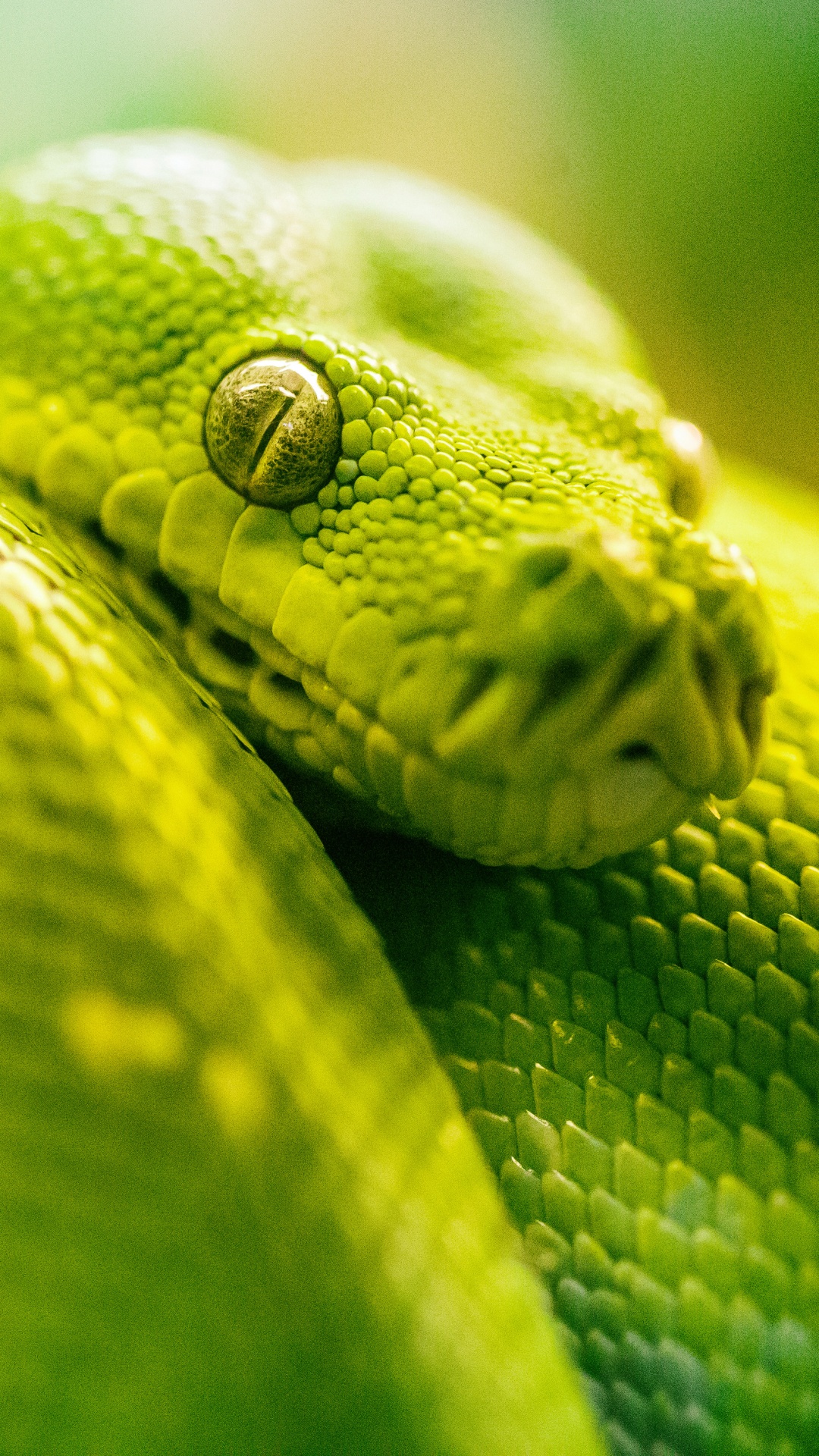 Serpiente Verde en Fotografía de Cerca. Wallpaper in 1080x1920 Resolution