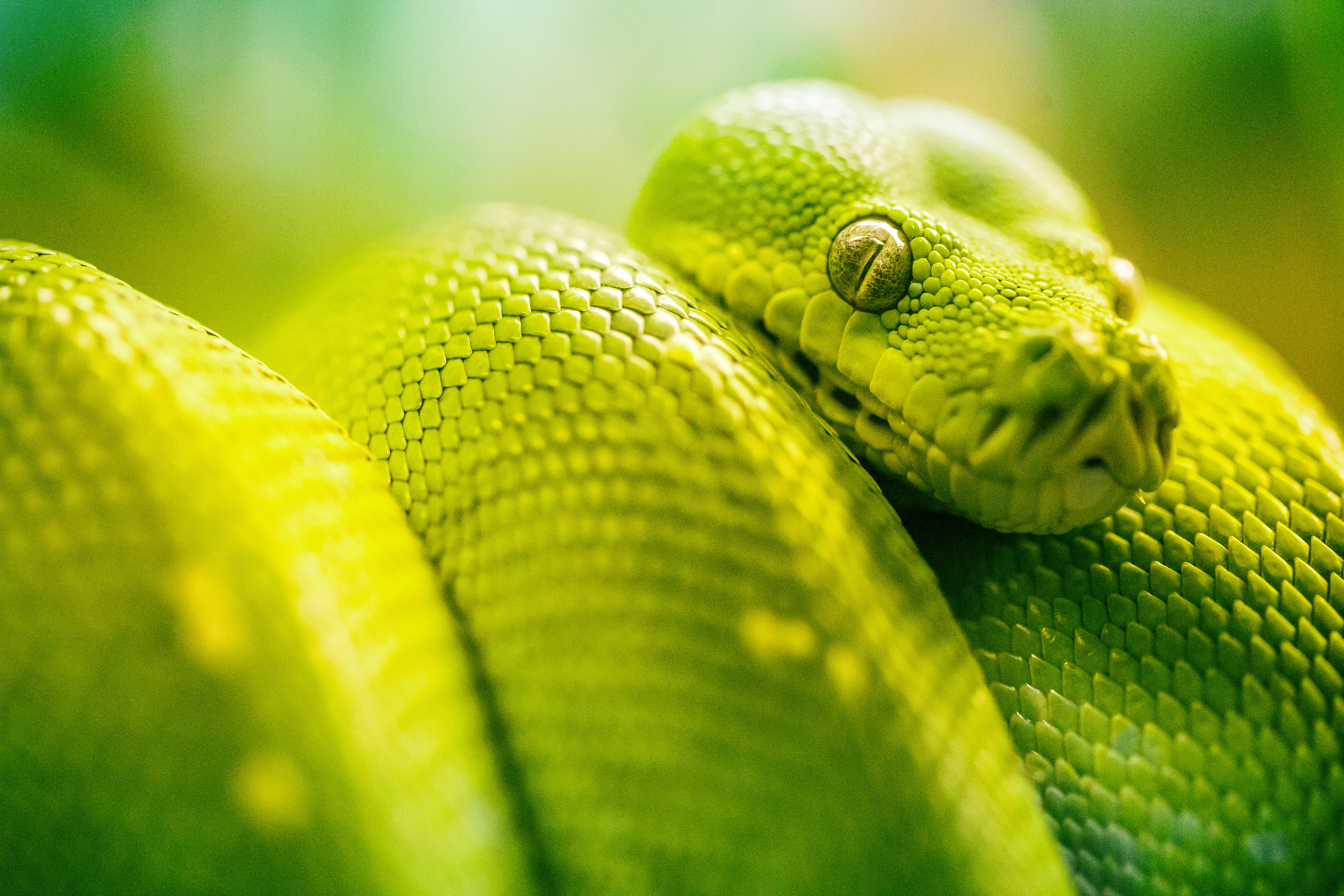 Serpientes 1920x1080 Fondo De Pantalla Reptiles