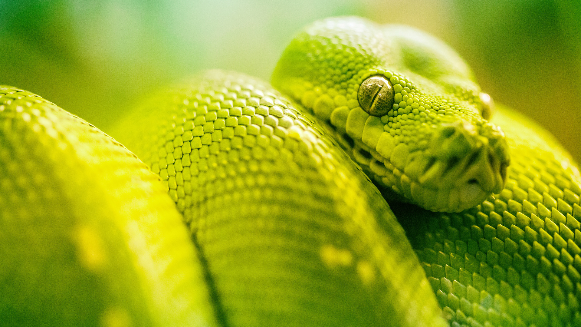 Green Snake in Close up Photography. Wallpaper in 1920x1080 Resolution