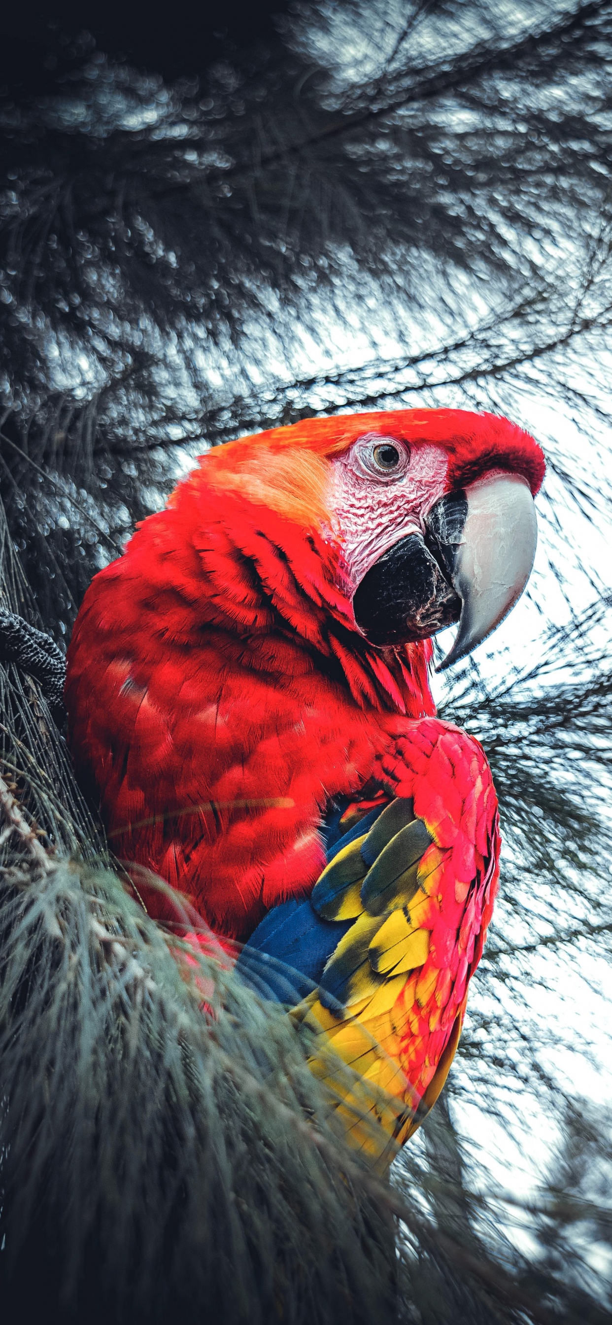 Roter Gelber Und Blauer Papagei Auf Schwarzem Nest. Wallpaper in 1242x2688 Resolution