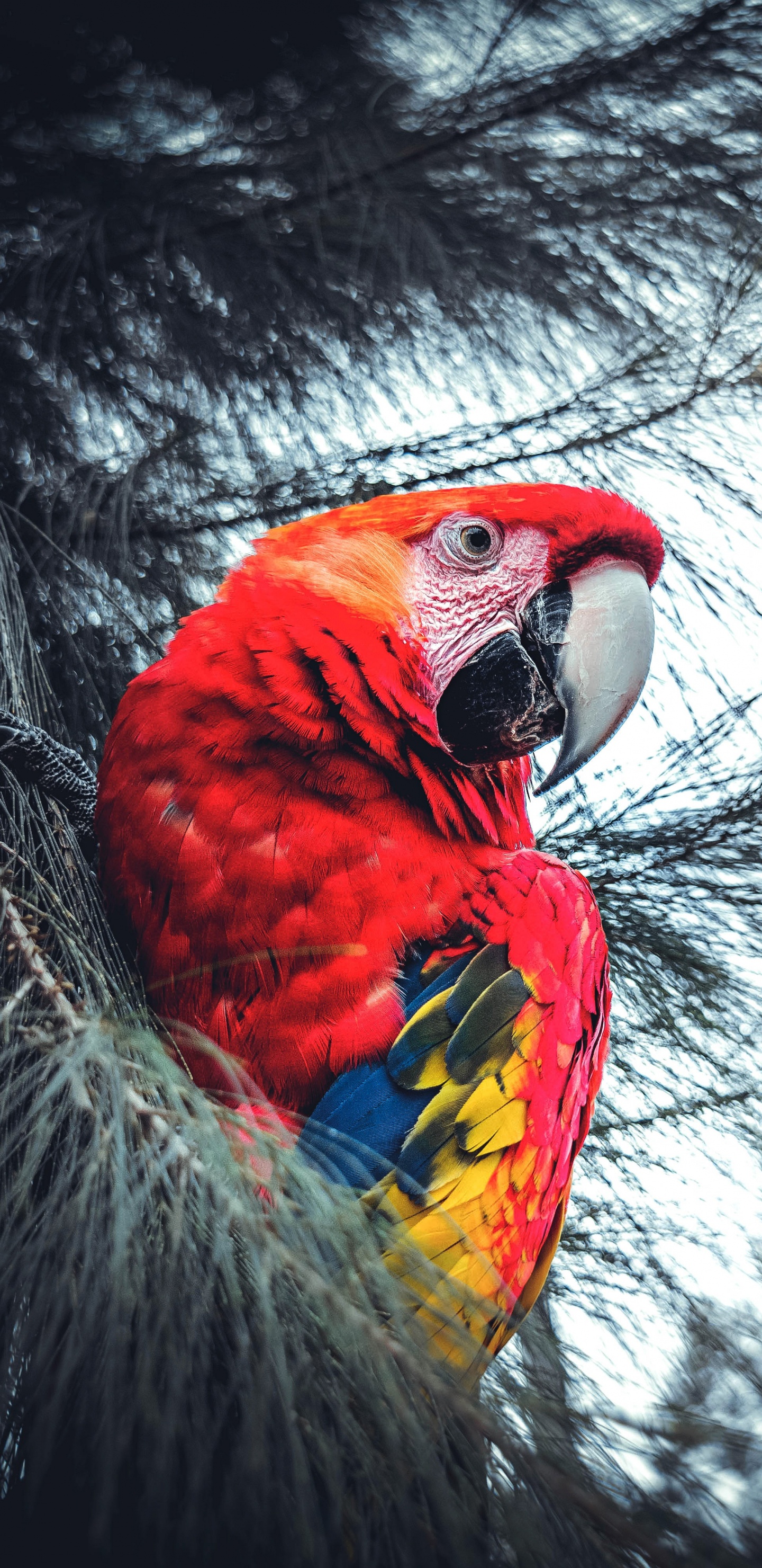 Roter Gelber Und Blauer Papagei Auf Schwarzem Nest. Wallpaper in 1440x2960 Resolution
