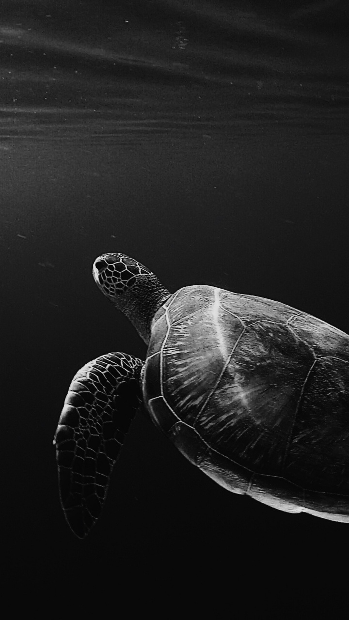 Tortuga Blanca y Negra Sobre el Agua. Wallpaper in 720x1280 Resolution