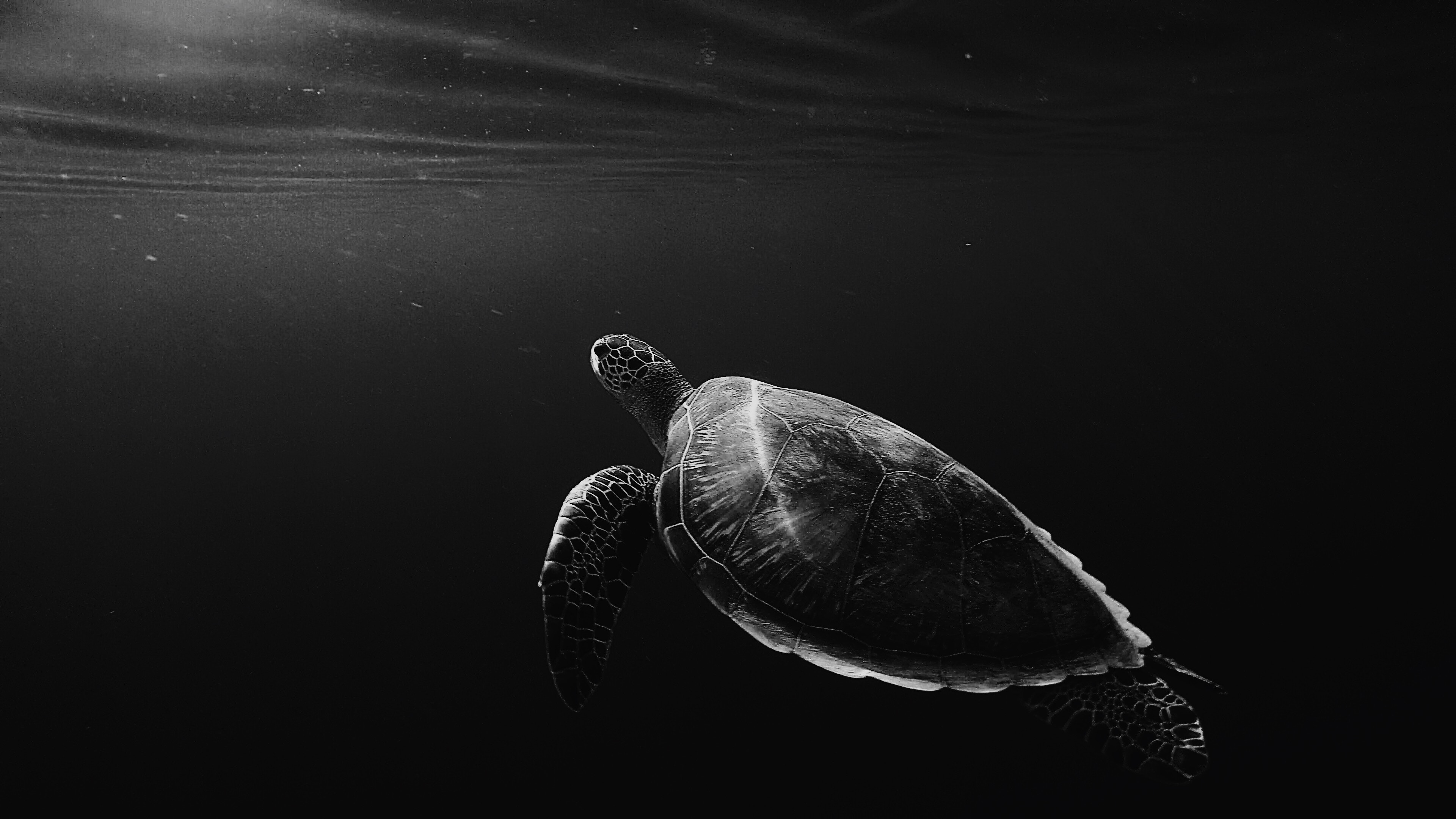 Tortue Noire et Blanche Sur L'eau. Wallpaper in 3840x2160 Resolution