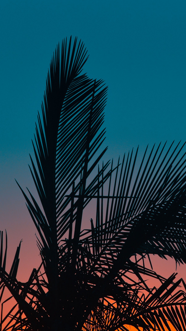 Tagsüber Grüne Palme Unter Blauem Himmel. Wallpaper in 750x1334 Resolution