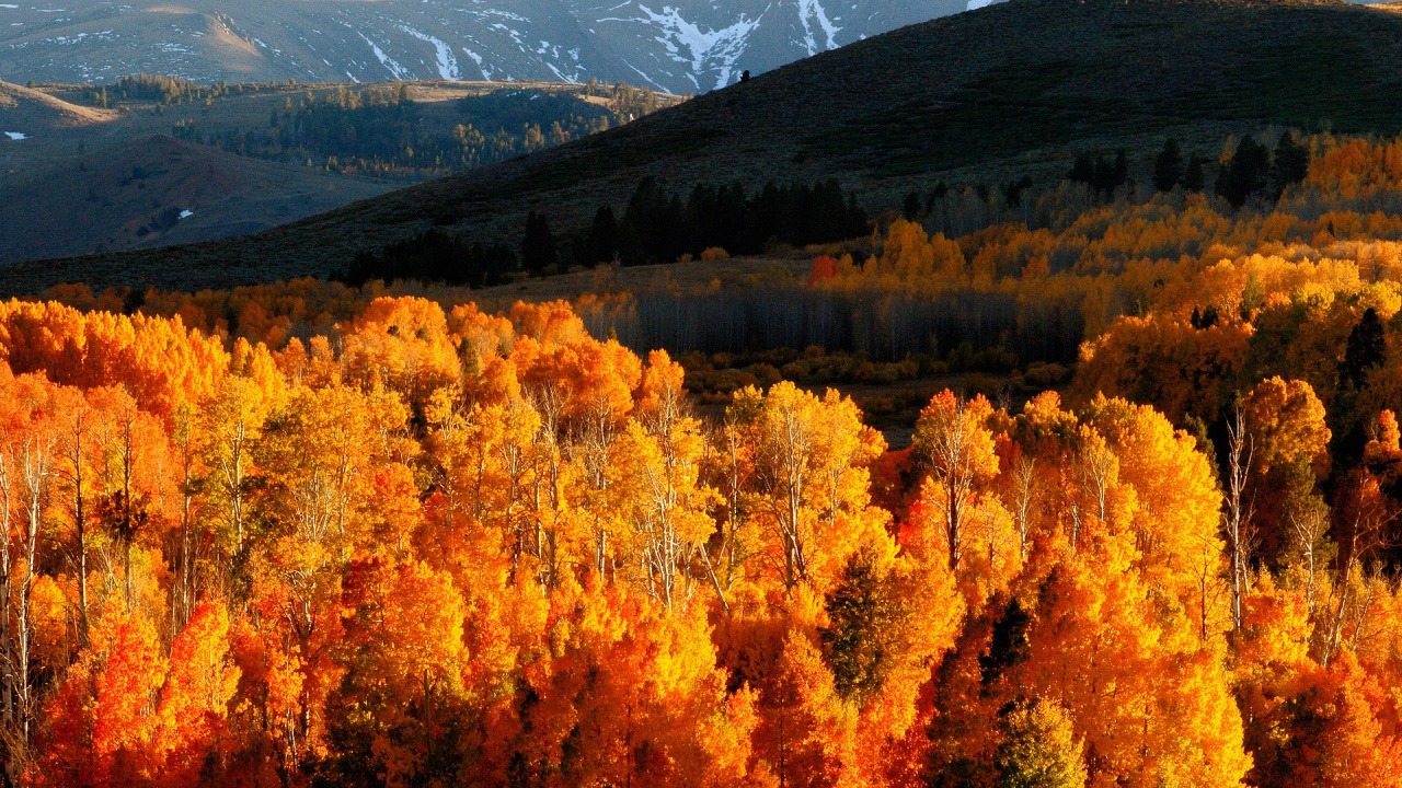 Brown Trees Near Mountain During Daytime. Wallpaper in 1280x720 Resolution