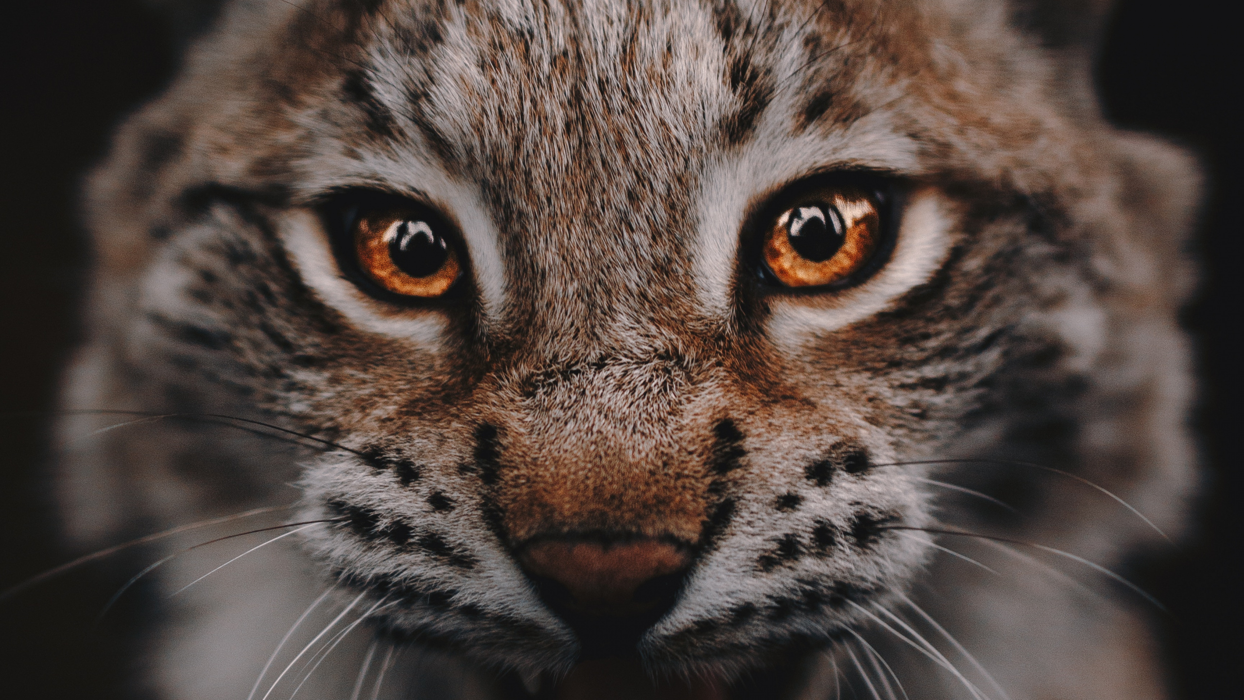 Gato Marrón y Negro en Fotografía de Cerca. Wallpaper in 2560x1440 Resolution