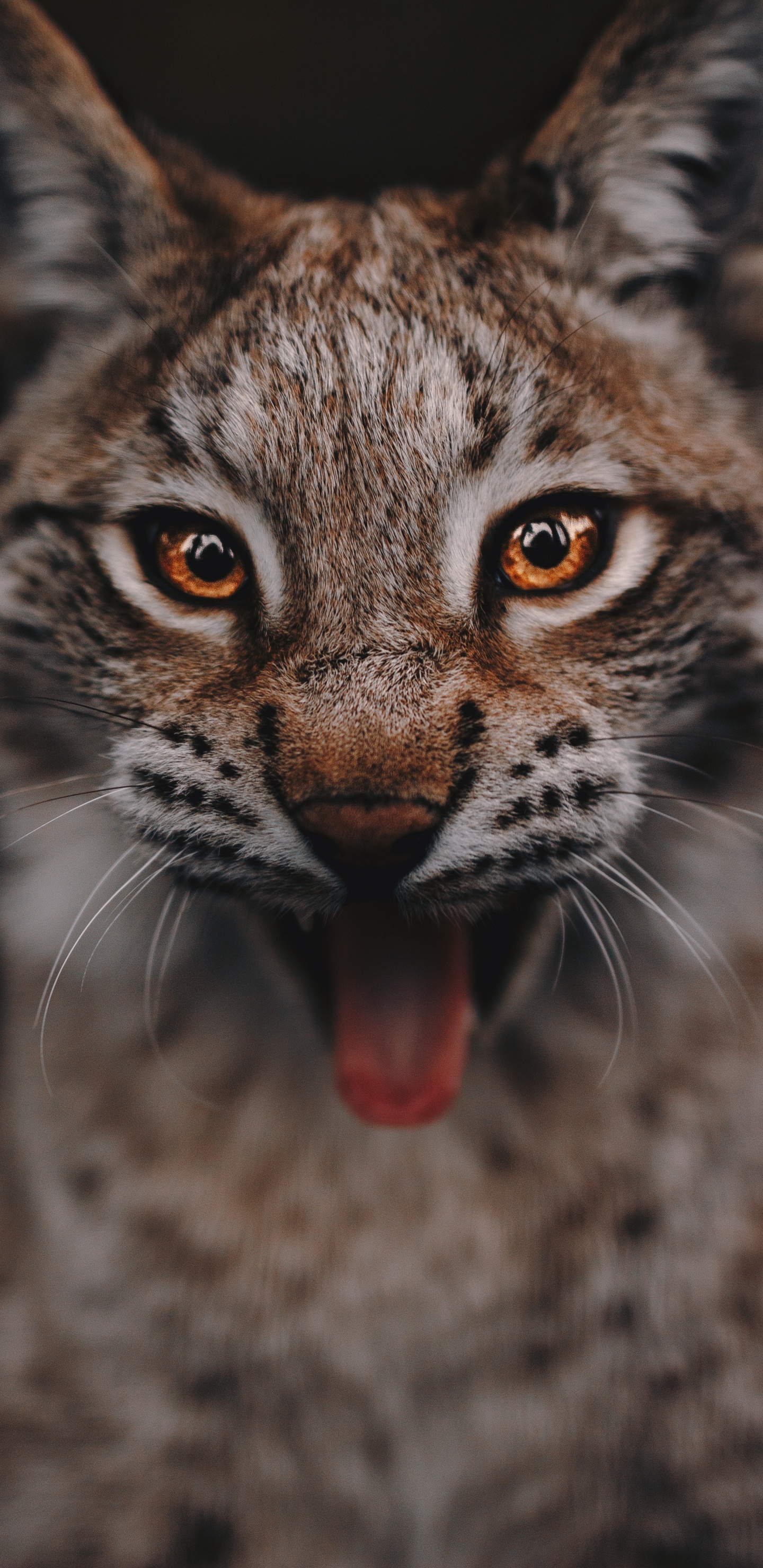 Chat Brun et Noir en Photographie Rapprochée. Wallpaper in 1440x2960 Resolution