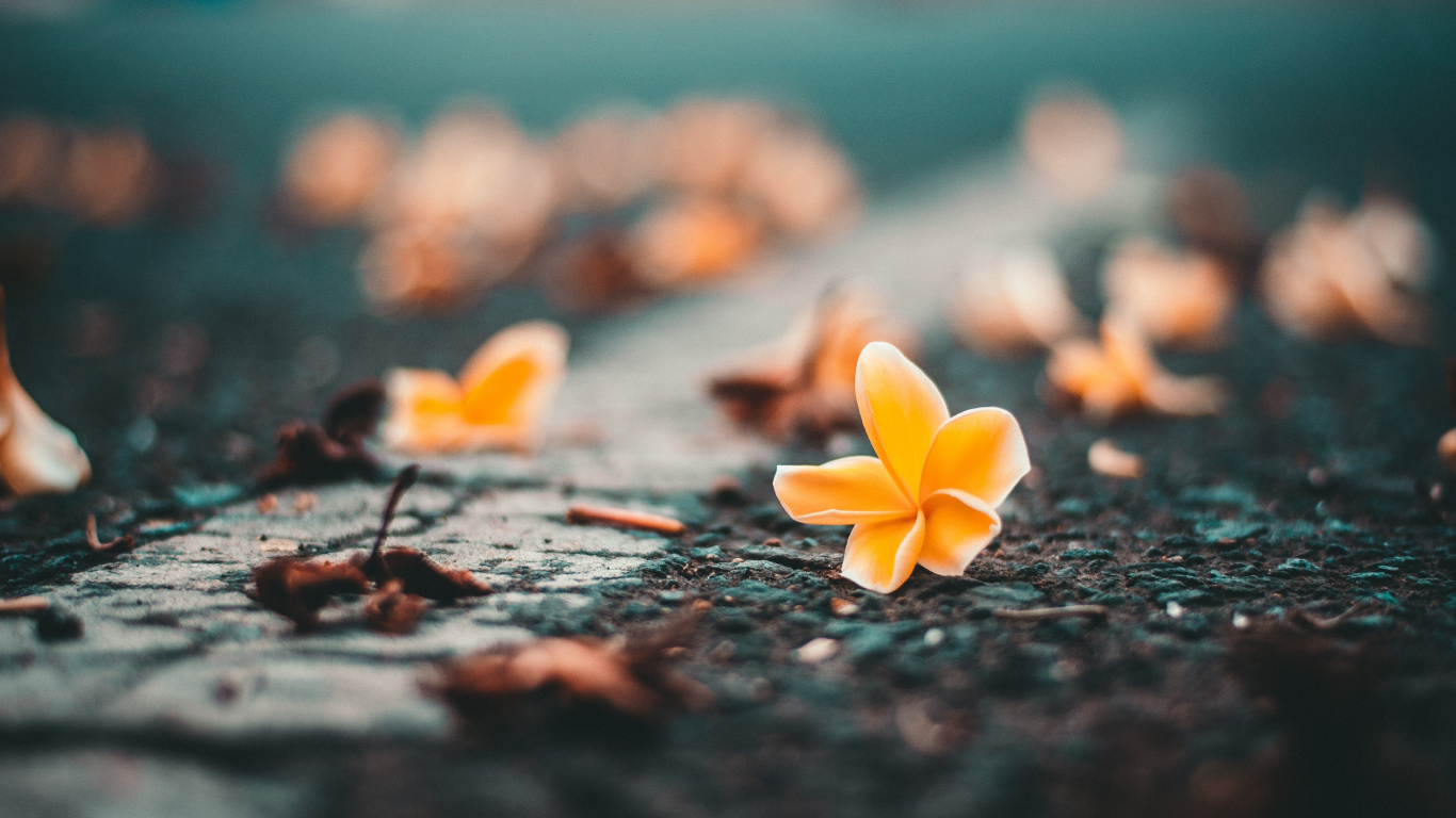 Fleur Jaune Sur Sol Noir. Wallpaper in 1366x768 Resolution