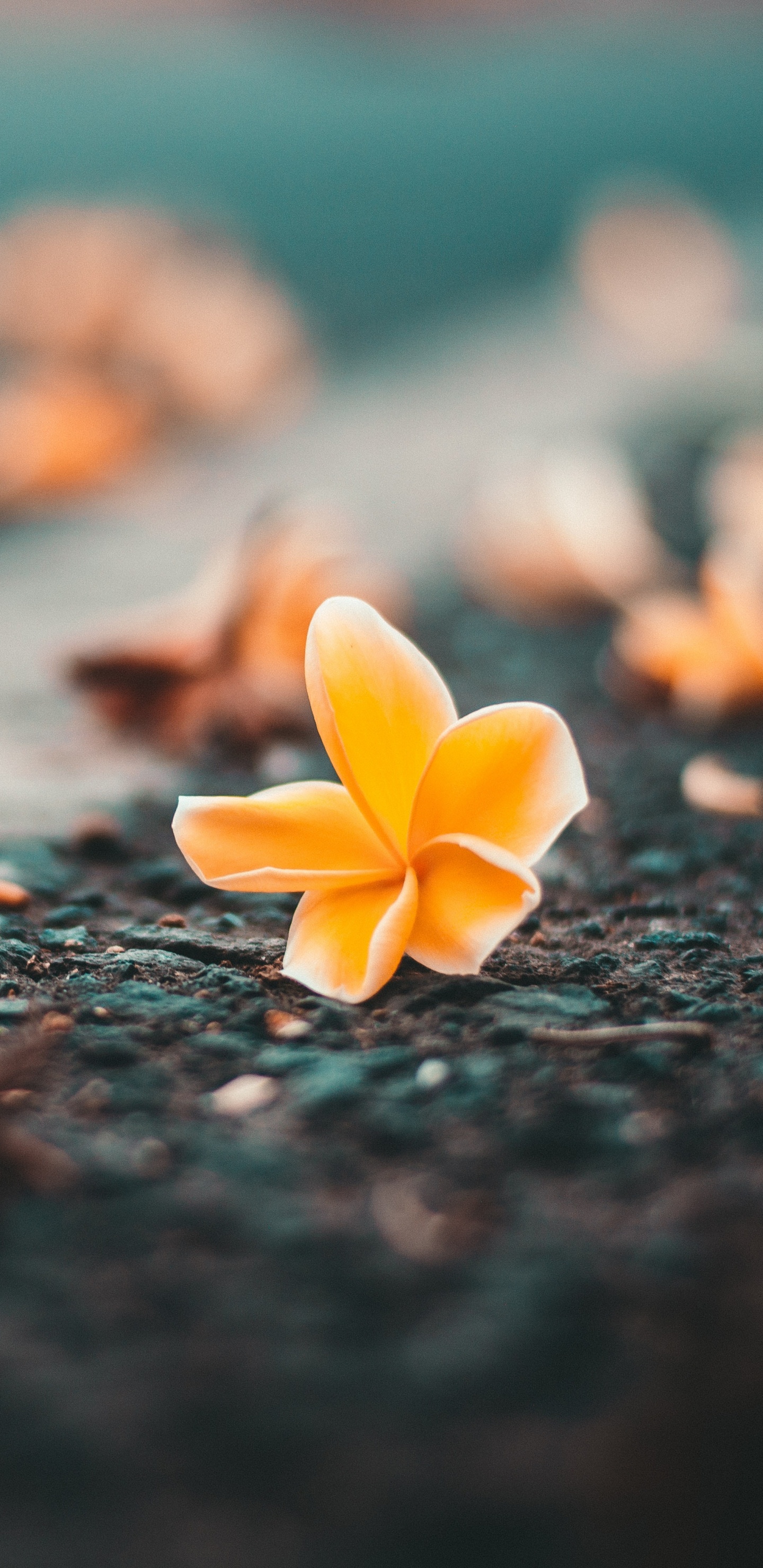 Fleur Jaune Sur Sol Noir. Wallpaper in 1440x2960 Resolution