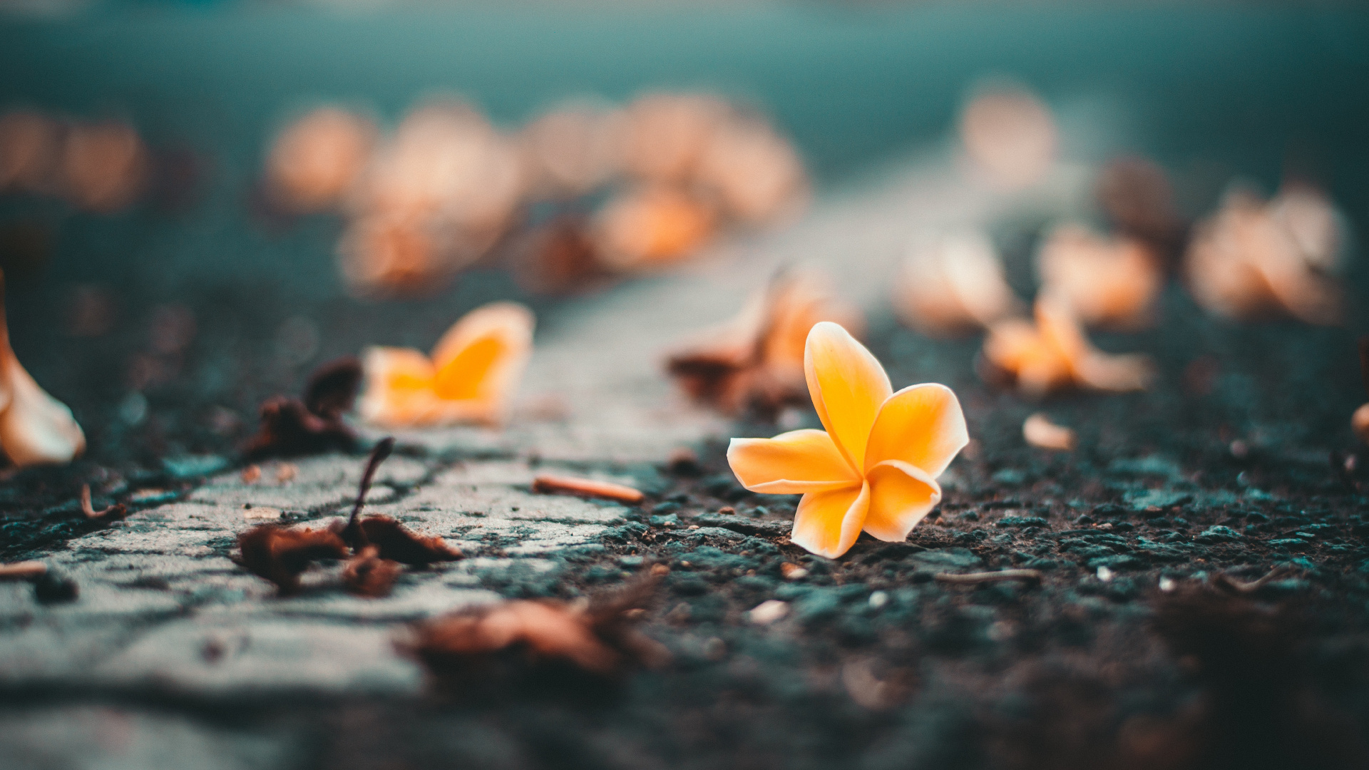 Fleur Jaune Sur Sol Noir. Wallpaper in 1920x1080 Resolution