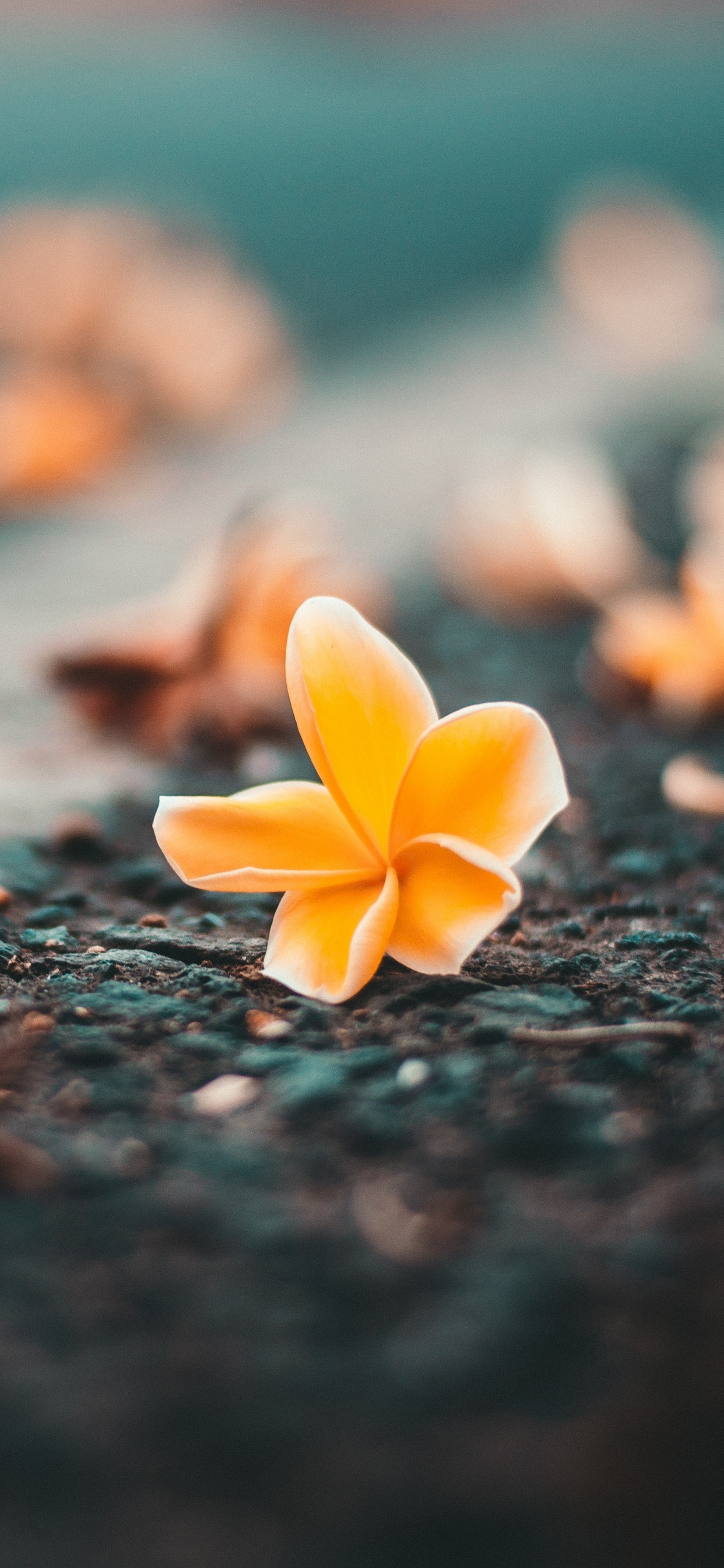 Yellow Flower on Black Soil. Wallpaper in 1242x2688 Resolution