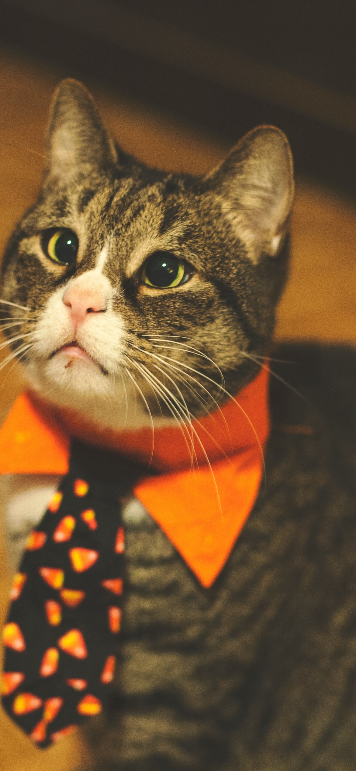 Chat Noir et Blanc Avec Nœud Papillon Rouge et Blanc à Pois. Wallpaper in 1242x2688 Resolution