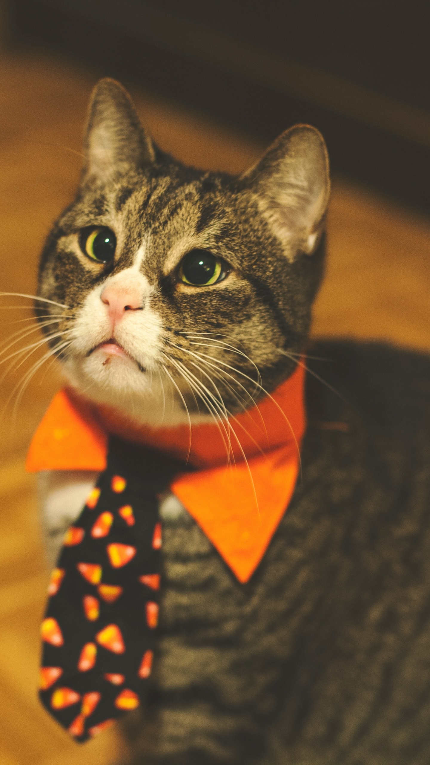 Schwarz-weiße Katze Mit Rot-weiß Gepunkteter Fliege. Wallpaper in 1440x2560 Resolution