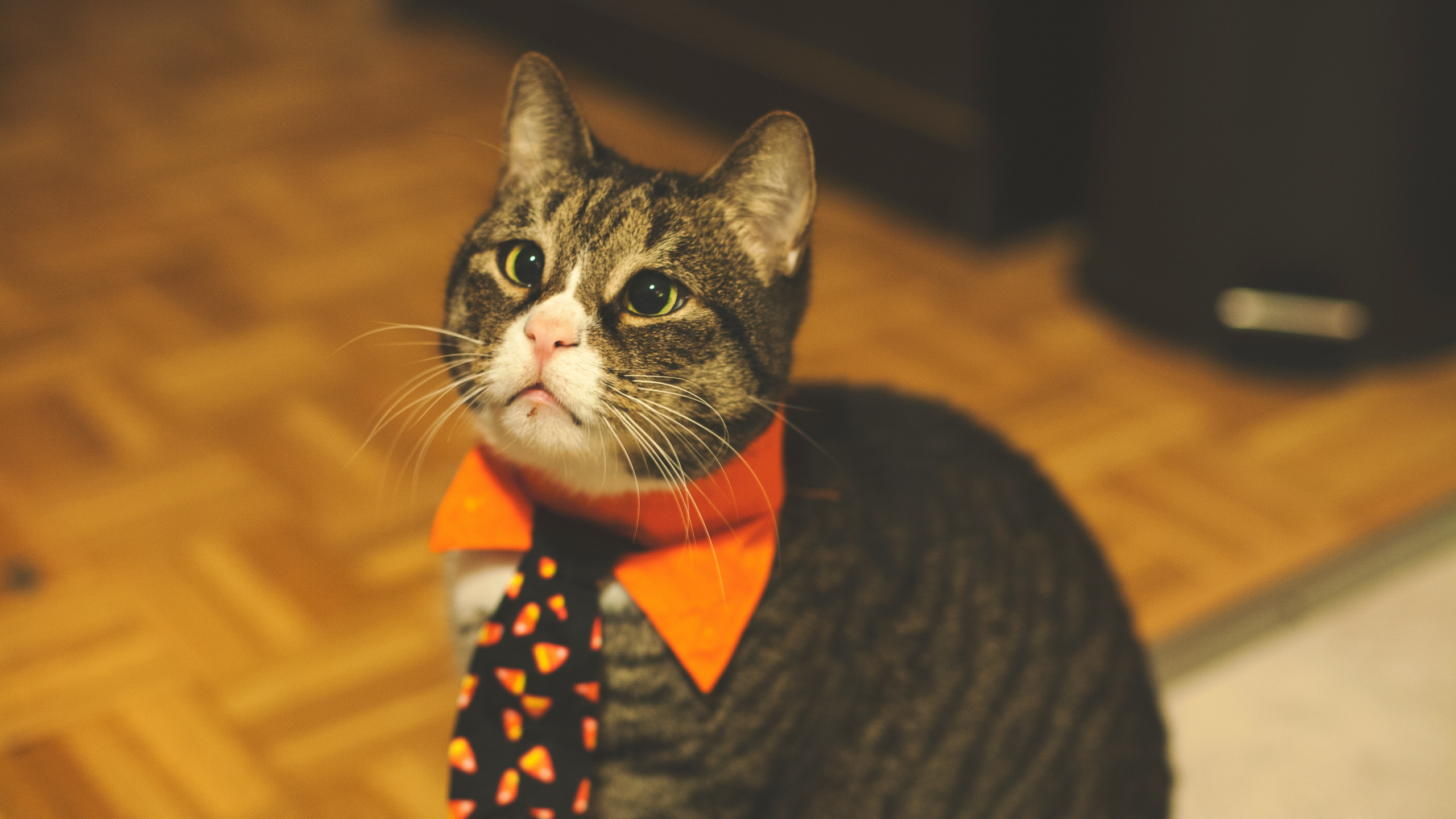 Schwarz-weiße Katze Mit Rot-weiß Gepunkteter Fliege. Wallpaper in 2560x1440 Resolution