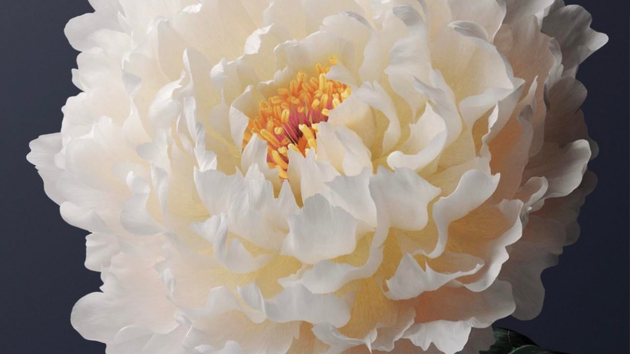 Viva, Vivo Y31, Vivo X60, Android, Sistema Operativo. Wallpaper in 1280x720 Resolution