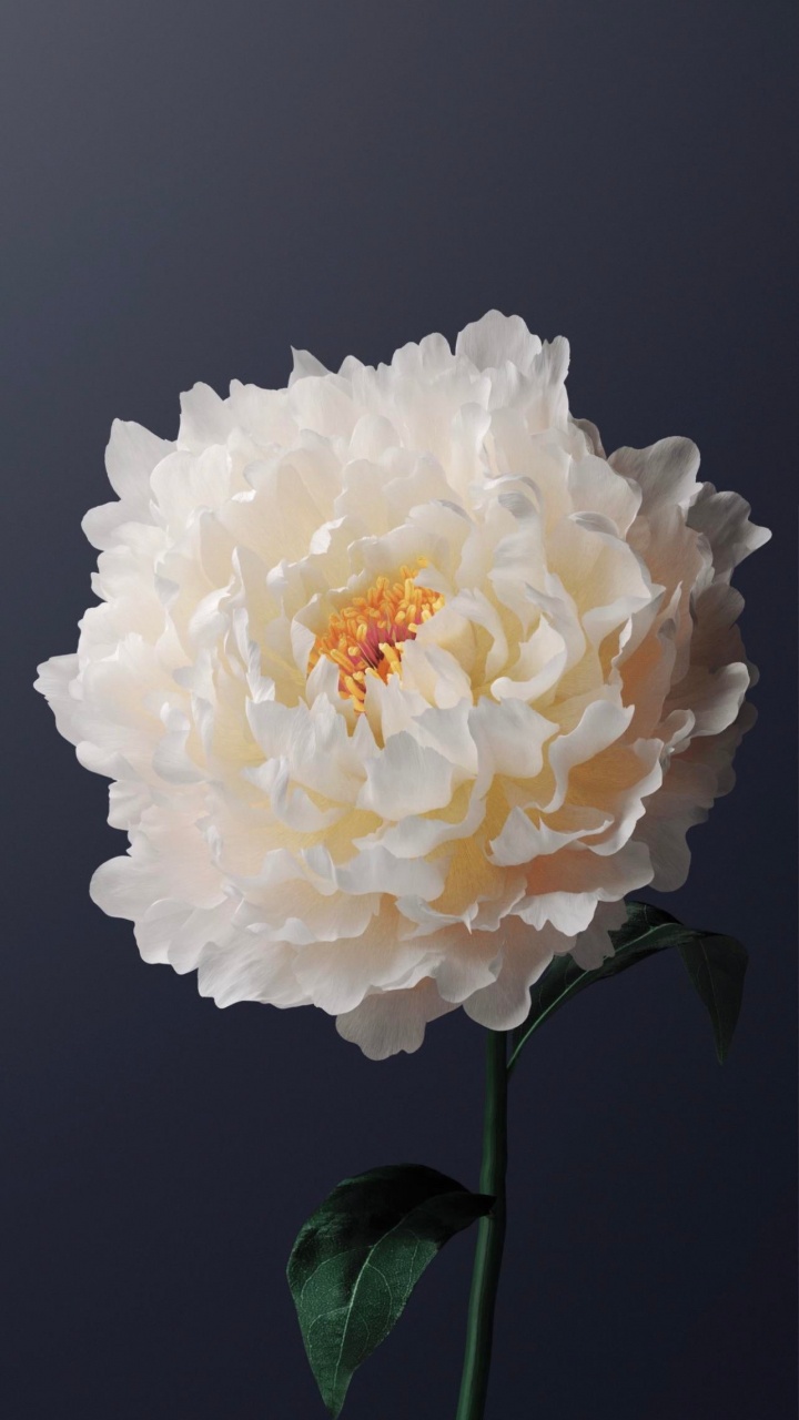 Viva, Vivo Y31, Vivo X60, Android, Sistema Operativo. Wallpaper in 720x1280 Resolution