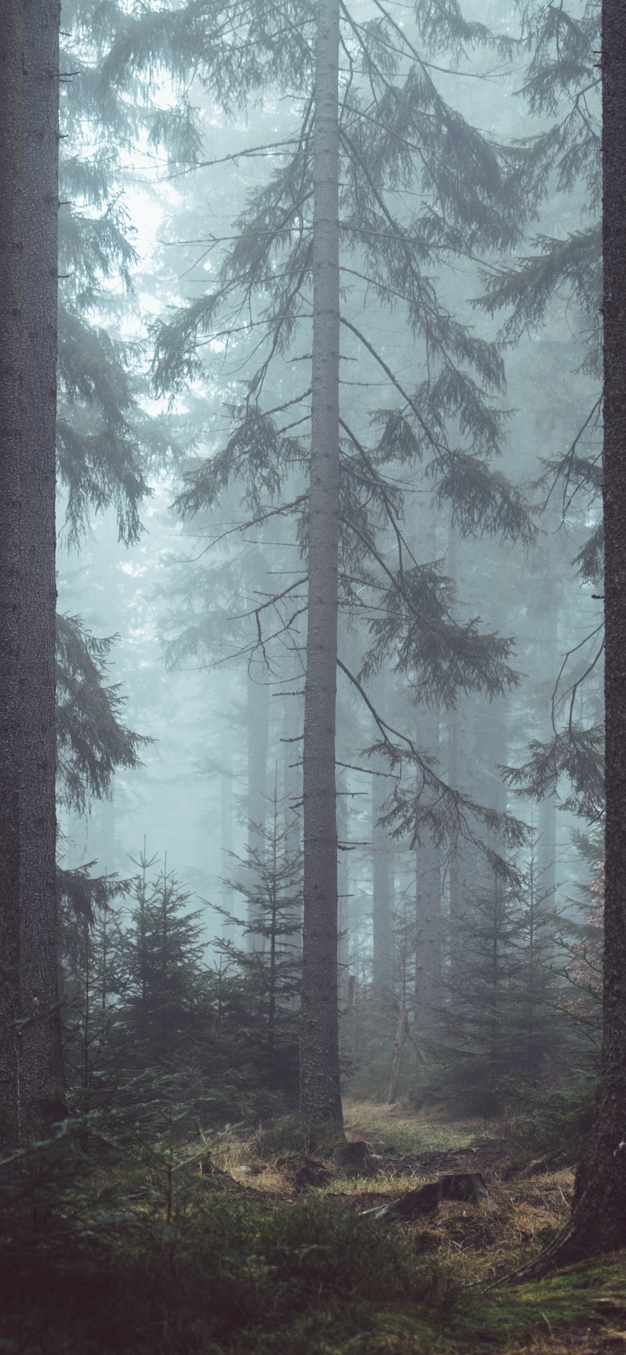 Green Trees on Forest During Daytime. Wallpaper in 1242x2688 Resolution