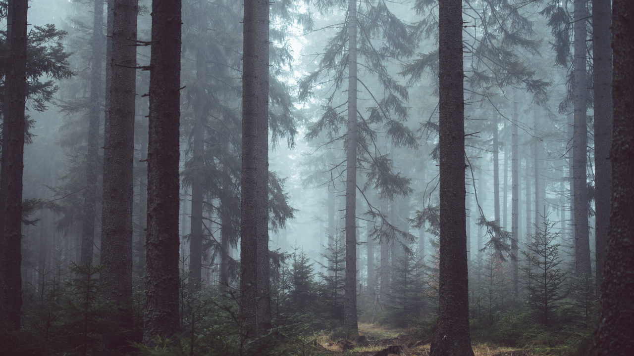 Green Trees on Forest During Daytime. Wallpaper in 1280x720 Resolution
